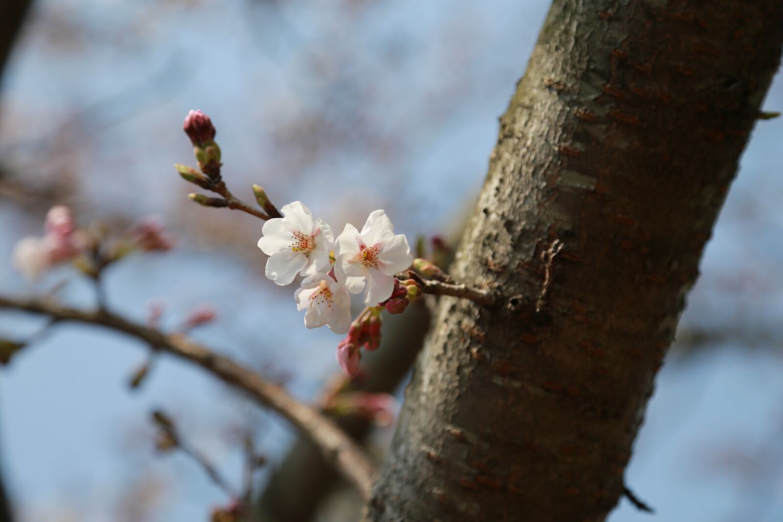 Canon EOS 6D + Canon EF 24-105mm F4L IS USM sample photo. Wood, nature, quarter photography