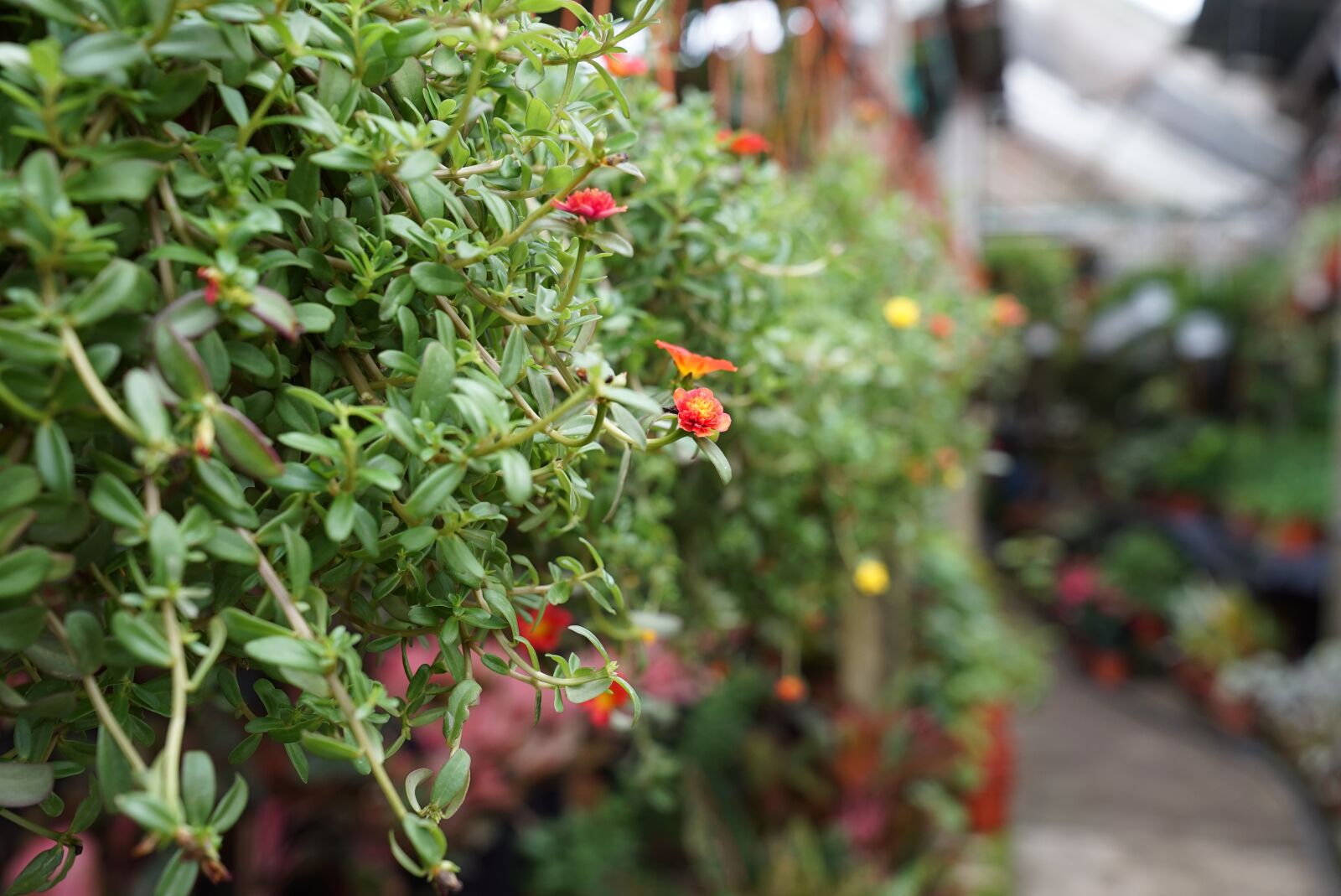 Sony a7S + Sony FE 24-70mm F2.8 GM sample photo. Potted plants, small flowering photography