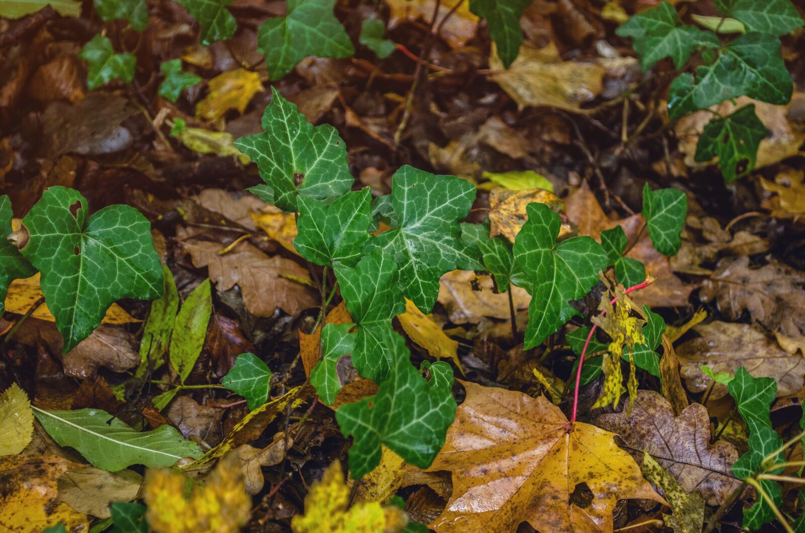 Nikon D5100 sample photo. Autumn, ivy, nature photography