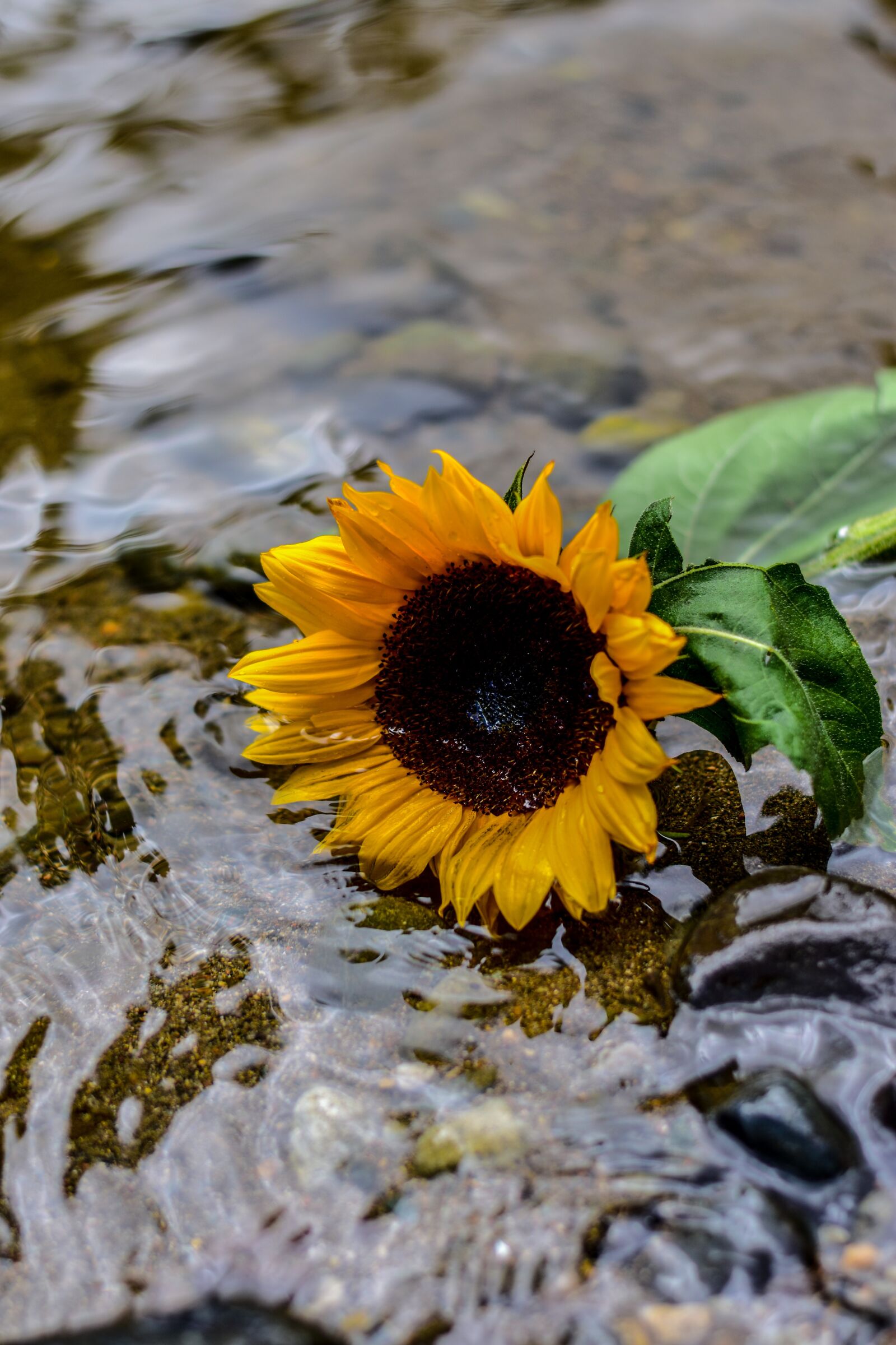 Nikon D3400 sample photo. Sunflower, flower, nature photography