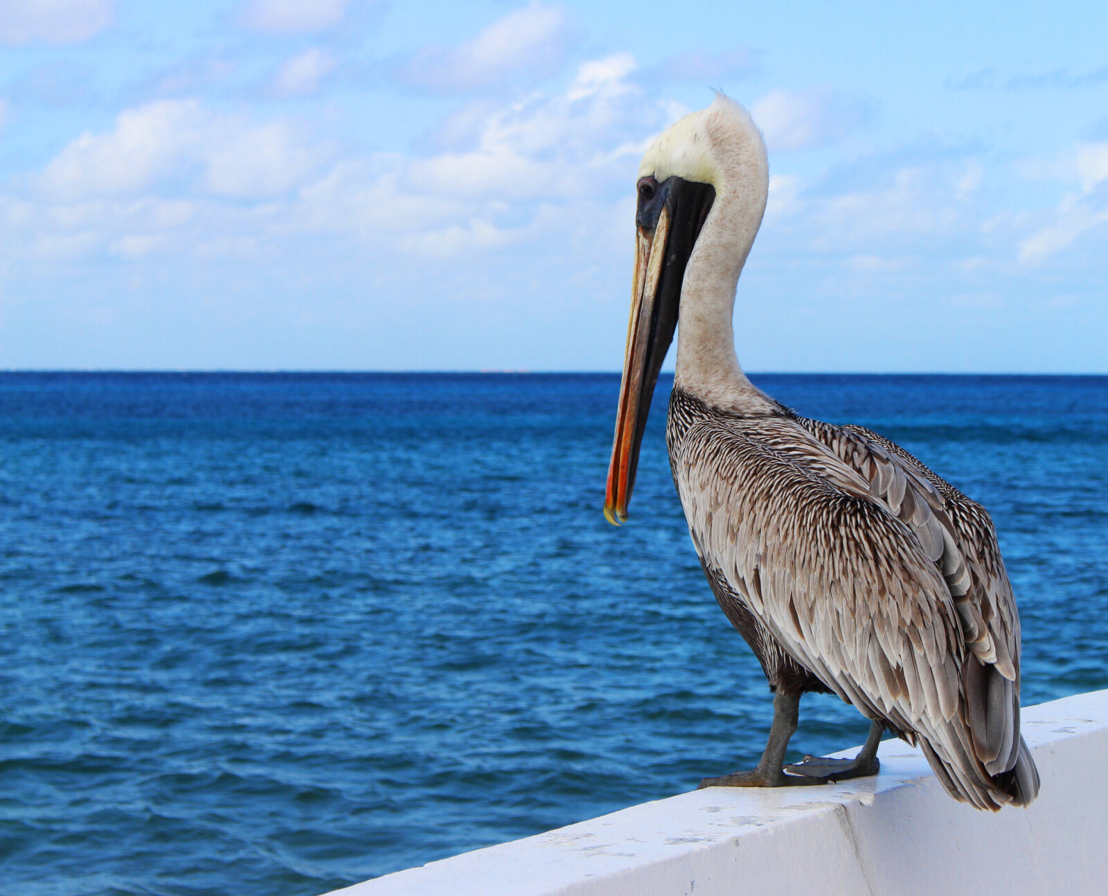 Canon EOS 700D (EOS Rebel T5i / EOS Kiss X7i) sample photo. Animal, beach, beak, bird photography