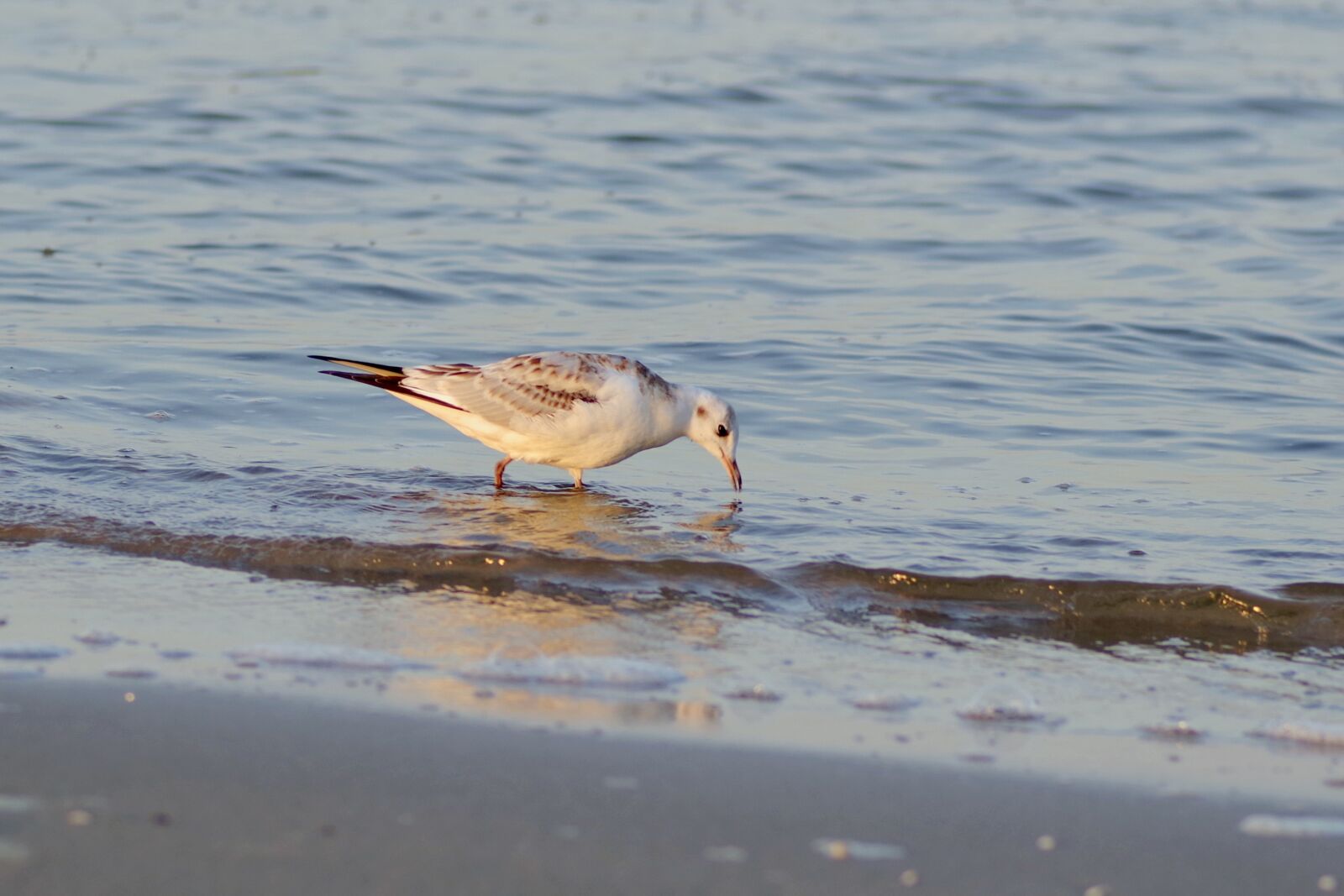 Pentax K-S2 sample photo. Seagull, white, bird photography