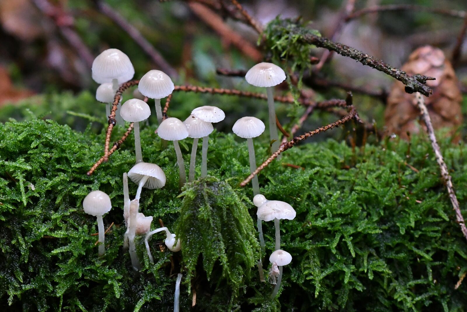 Nikon D500 sample photo. Mushrooms, forest, autumn photography