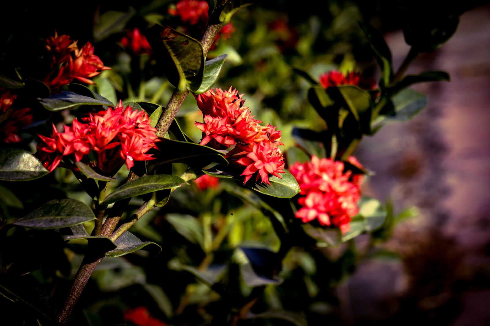 Canon PowerShot SX540 HS sample photo. Red, flowers, flora photography