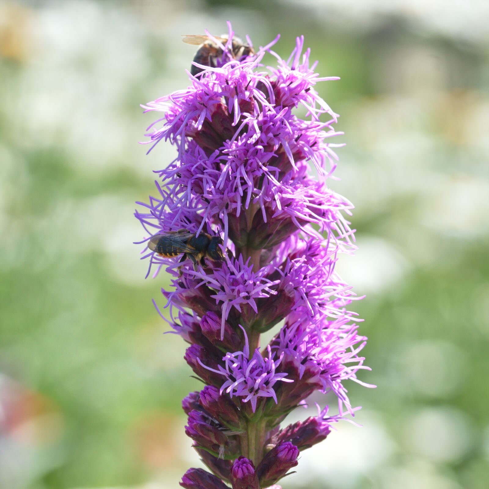 Nikon D5300 sample photo. Flower, inflorescence, the purple photography