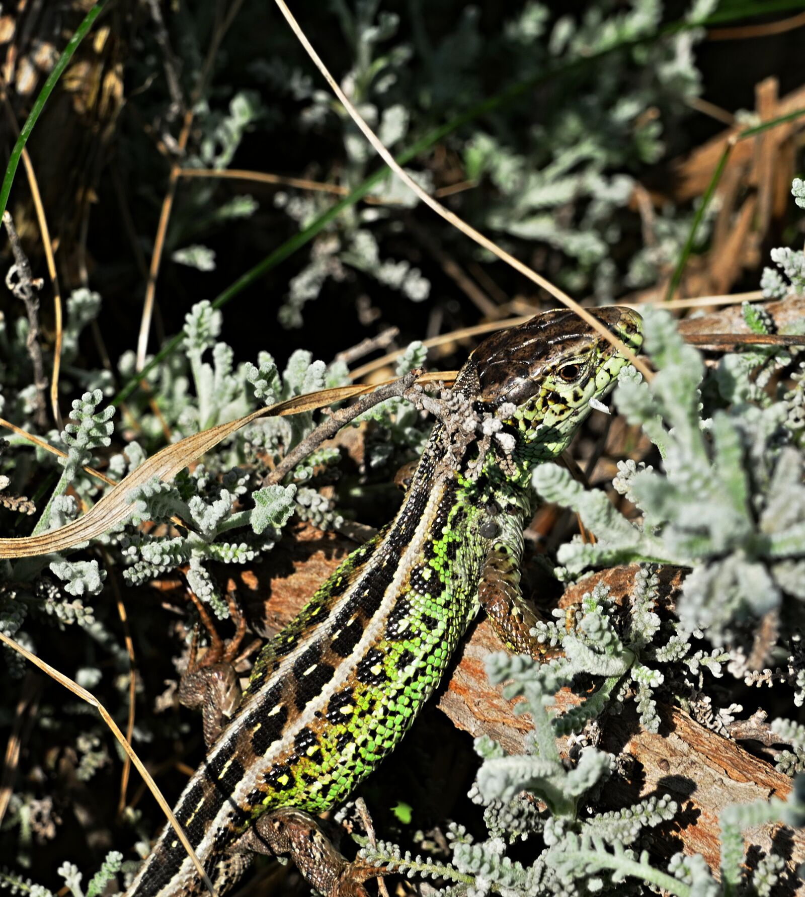 Panasonic Lumix DMC-FZ1000 sample photo. The lizard, common, reptile photography