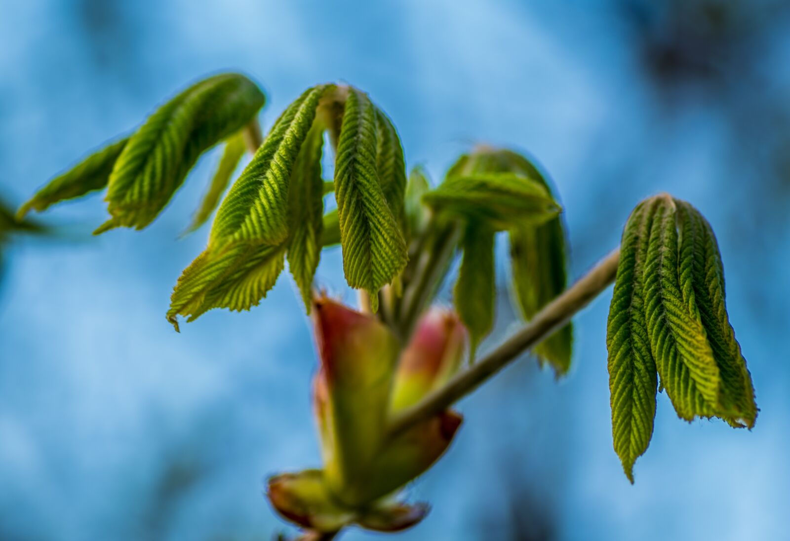 Pentax K-S2 + Pentax smc D-FA 100mm F2.8 Macro WR sample photo. Horse chestnut, young leaves photography