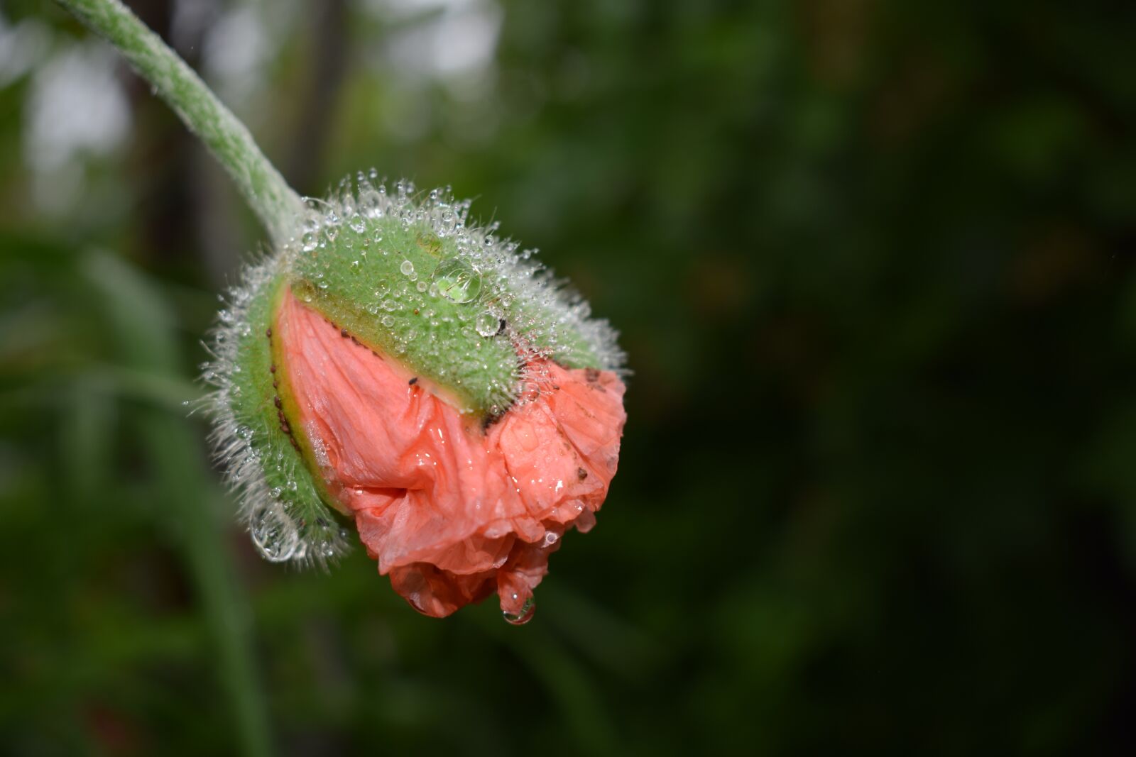 Nikon D3300 sample photo. Poppy, bud, moist photography