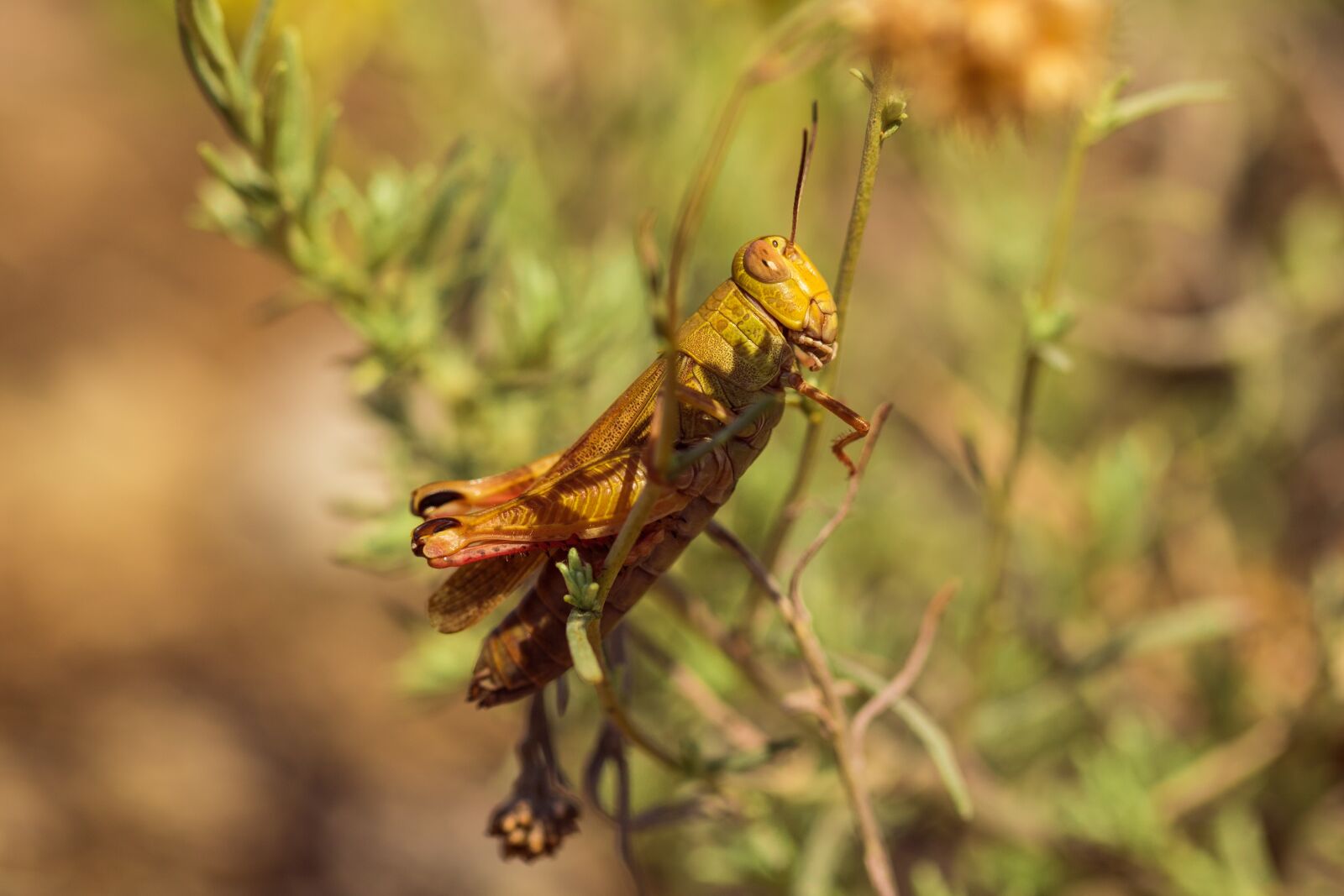 Canon EF 100mm F2.8L Macro IS USM sample photo. Grasshopper, nature, insect photography
