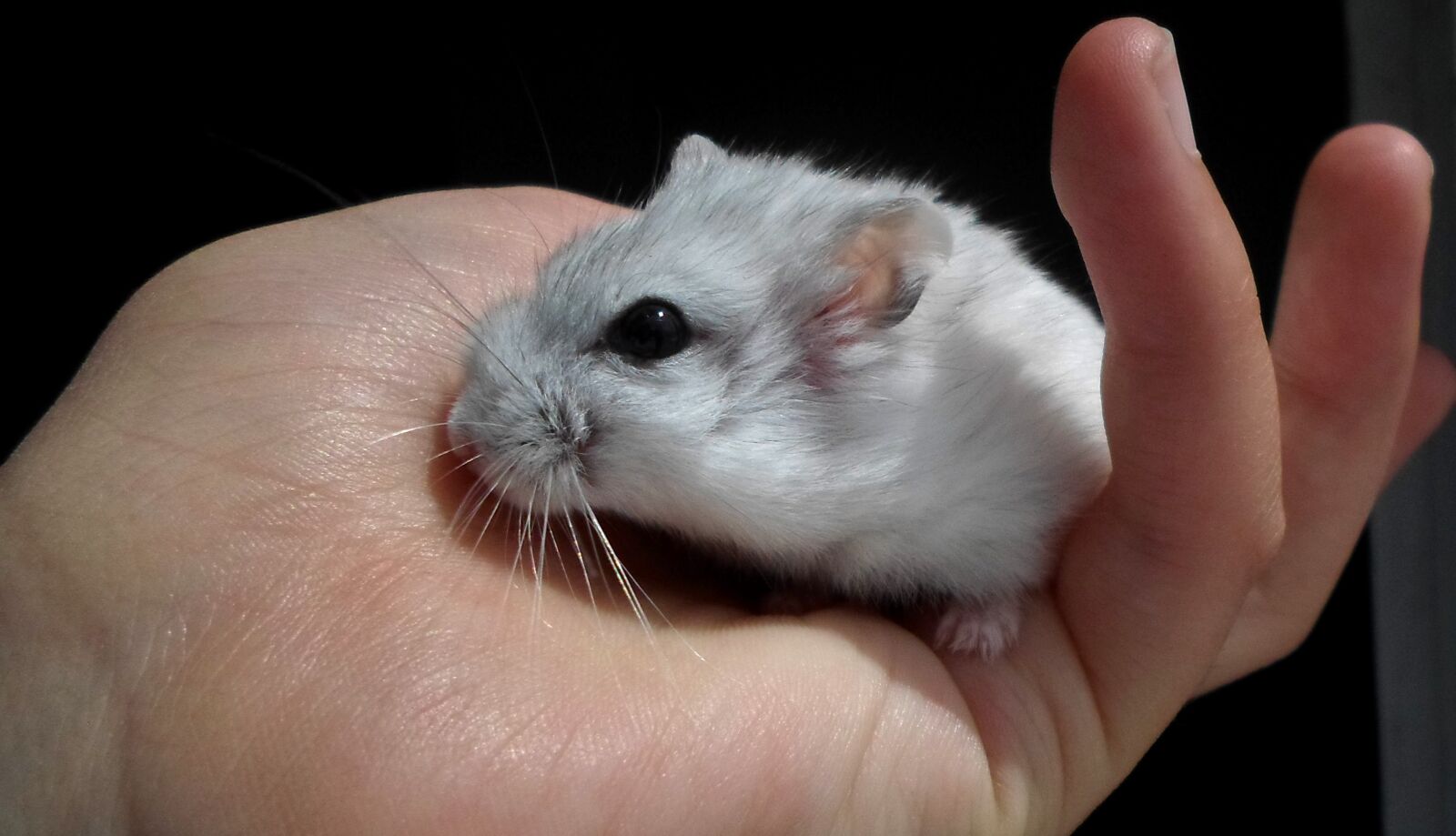 Samsung ES95 sample photo. Dzsung riai dwarf hamster photography