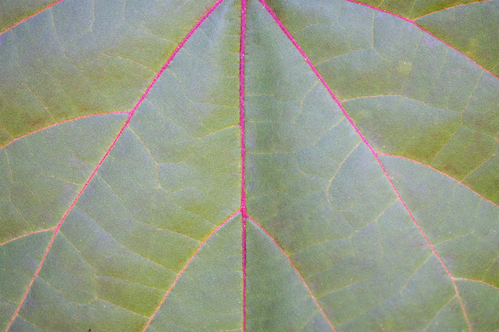Nikon D7200 sample photo. Sheet, texture, summer photography