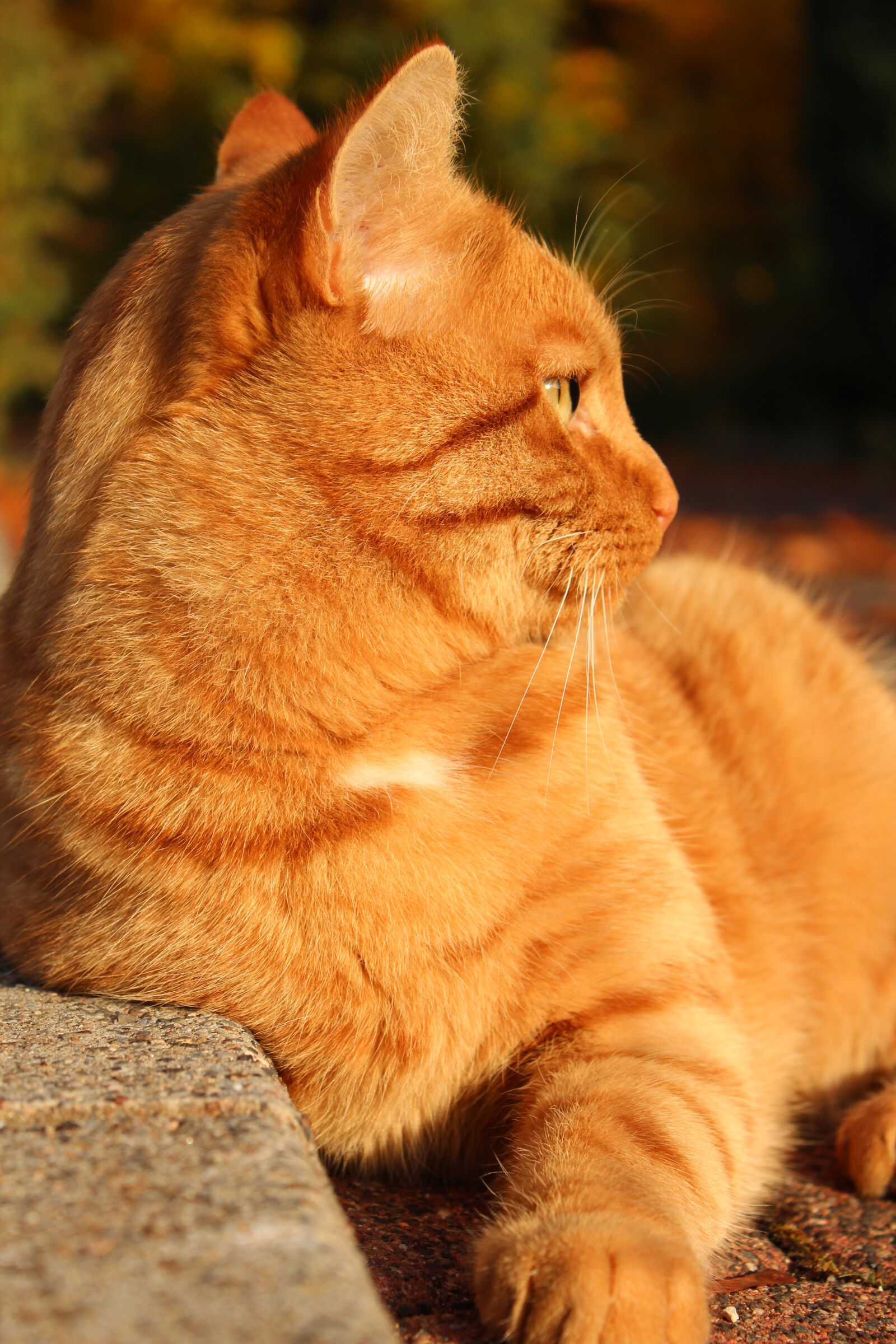 Canon EOS 600D (Rebel EOS T3i / EOS Kiss X5) sample photo. Close, up, of, cat photography