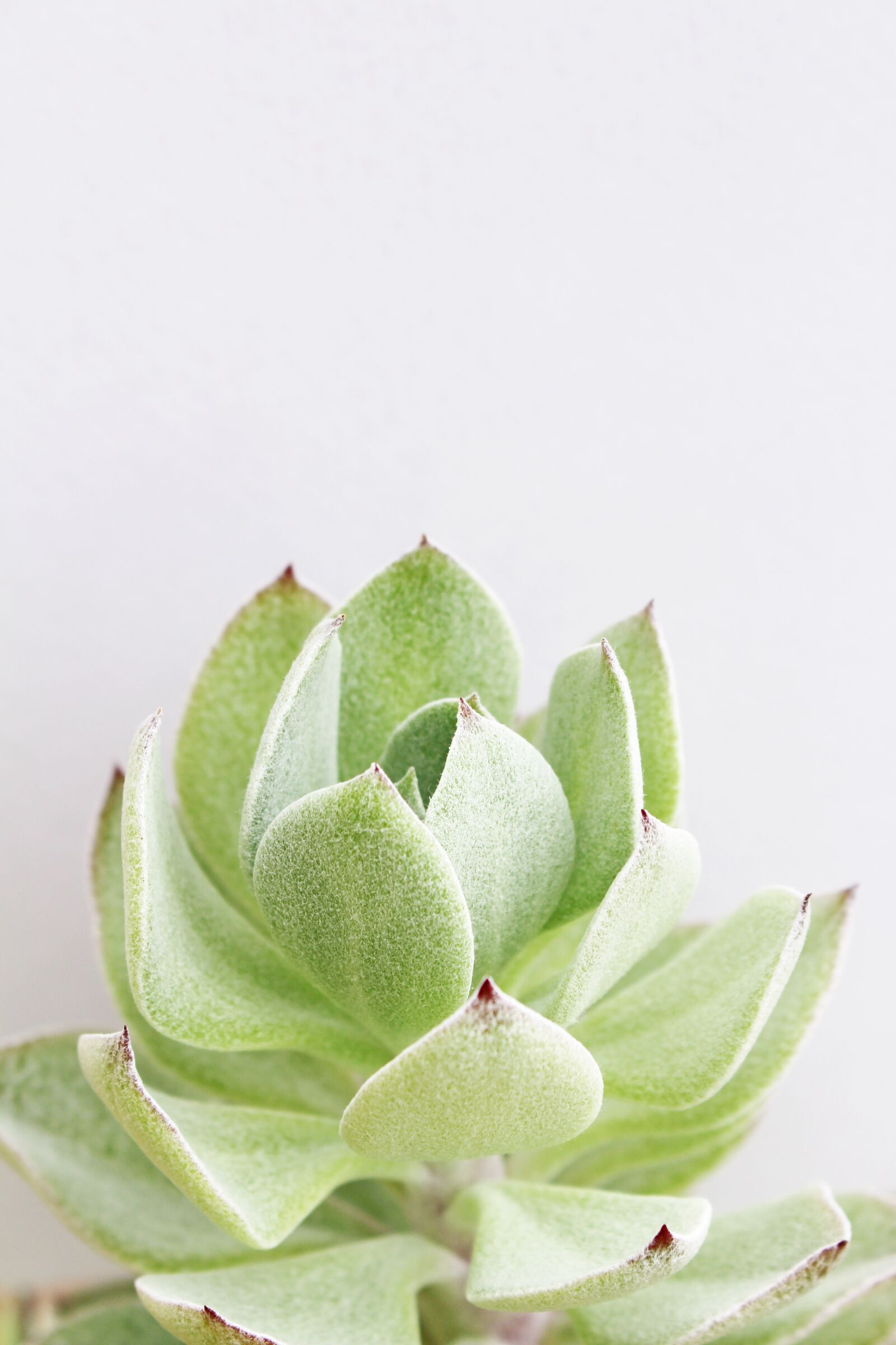 Canon EOS 700D (EOS Rebel T5i / EOS Kiss X7i) sample photo. Green, plant, nature photography