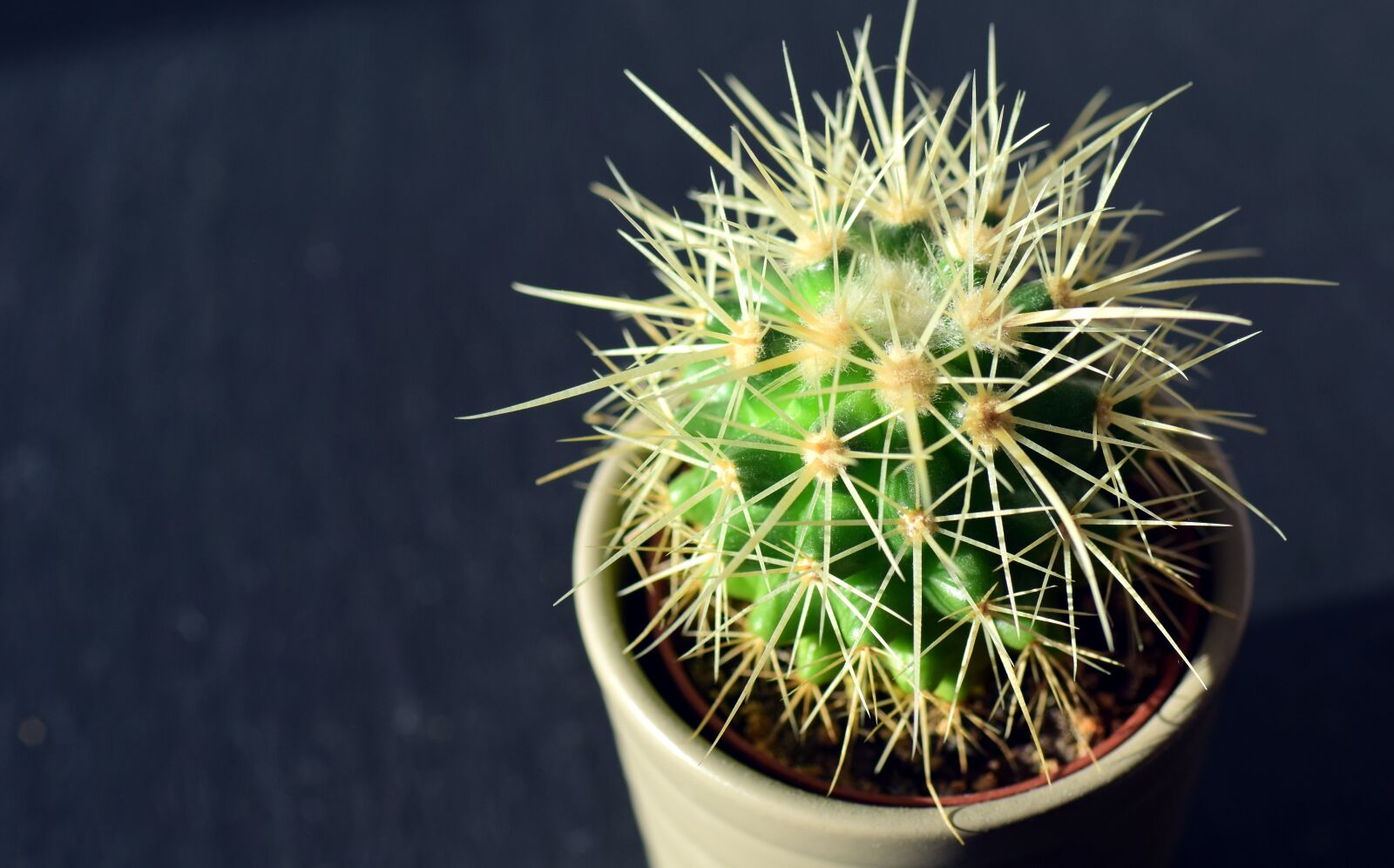 Nikon D3300 sample photo. Cactus, spur, plant photography