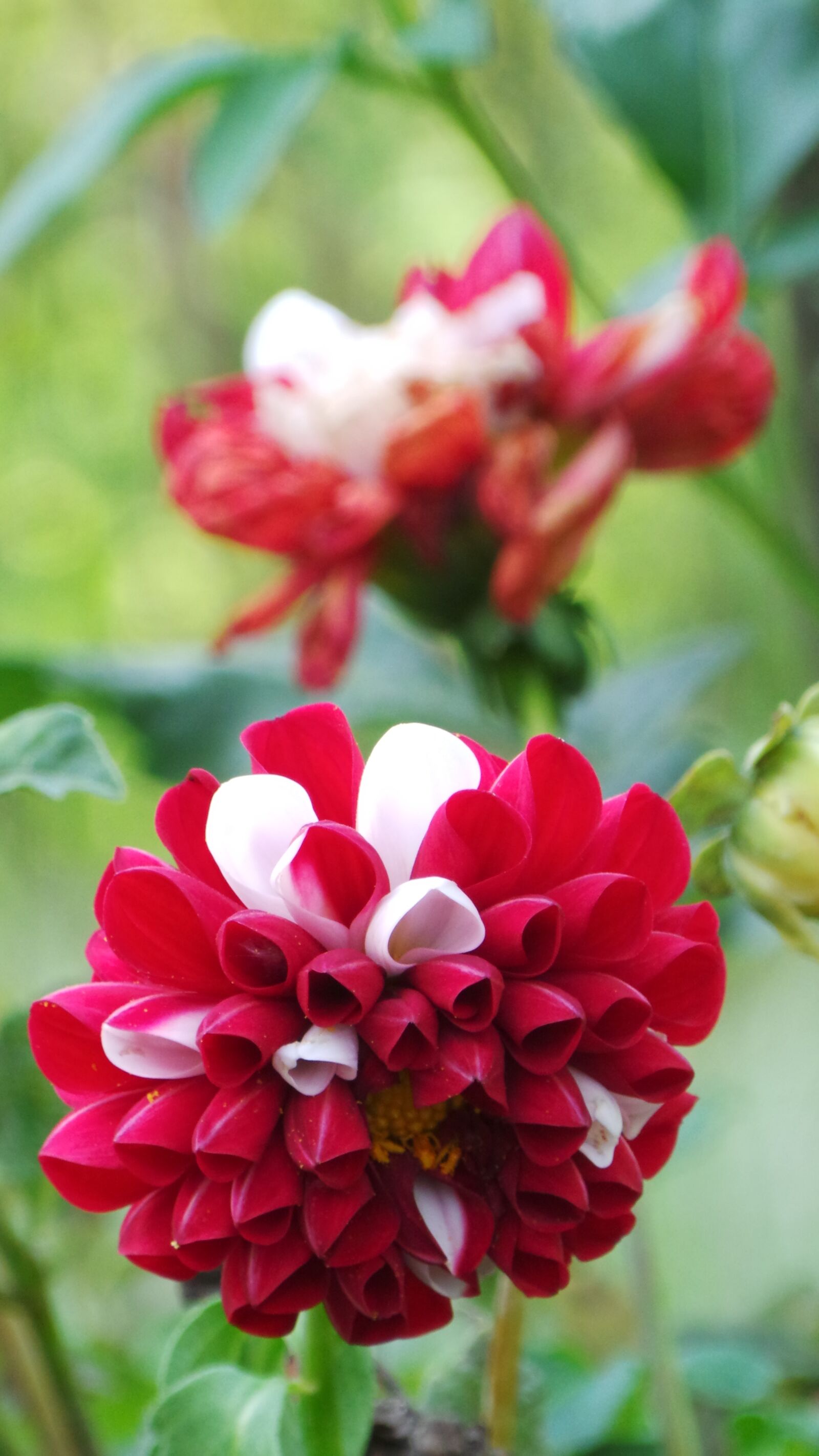Samsung Galaxy Camera (Wi-Fi) sample photo. Red, flower, garden photography