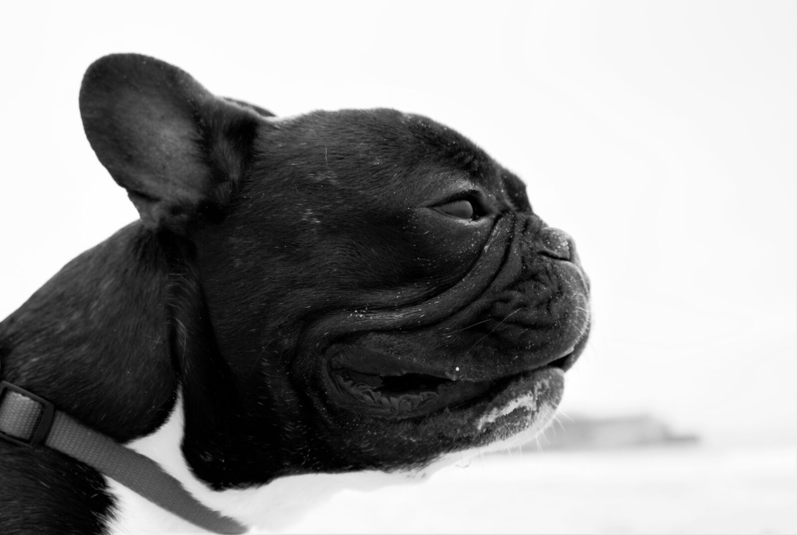 Canon EOS 700D (EOS Rebel T5i / EOS Kiss X7i) sample photo. Dog, beach, animal photography