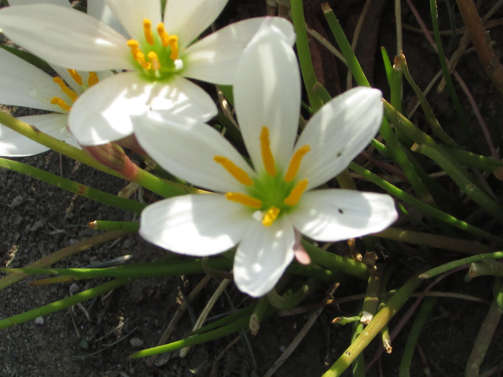 Canon PowerShot SX400 IS sample photo