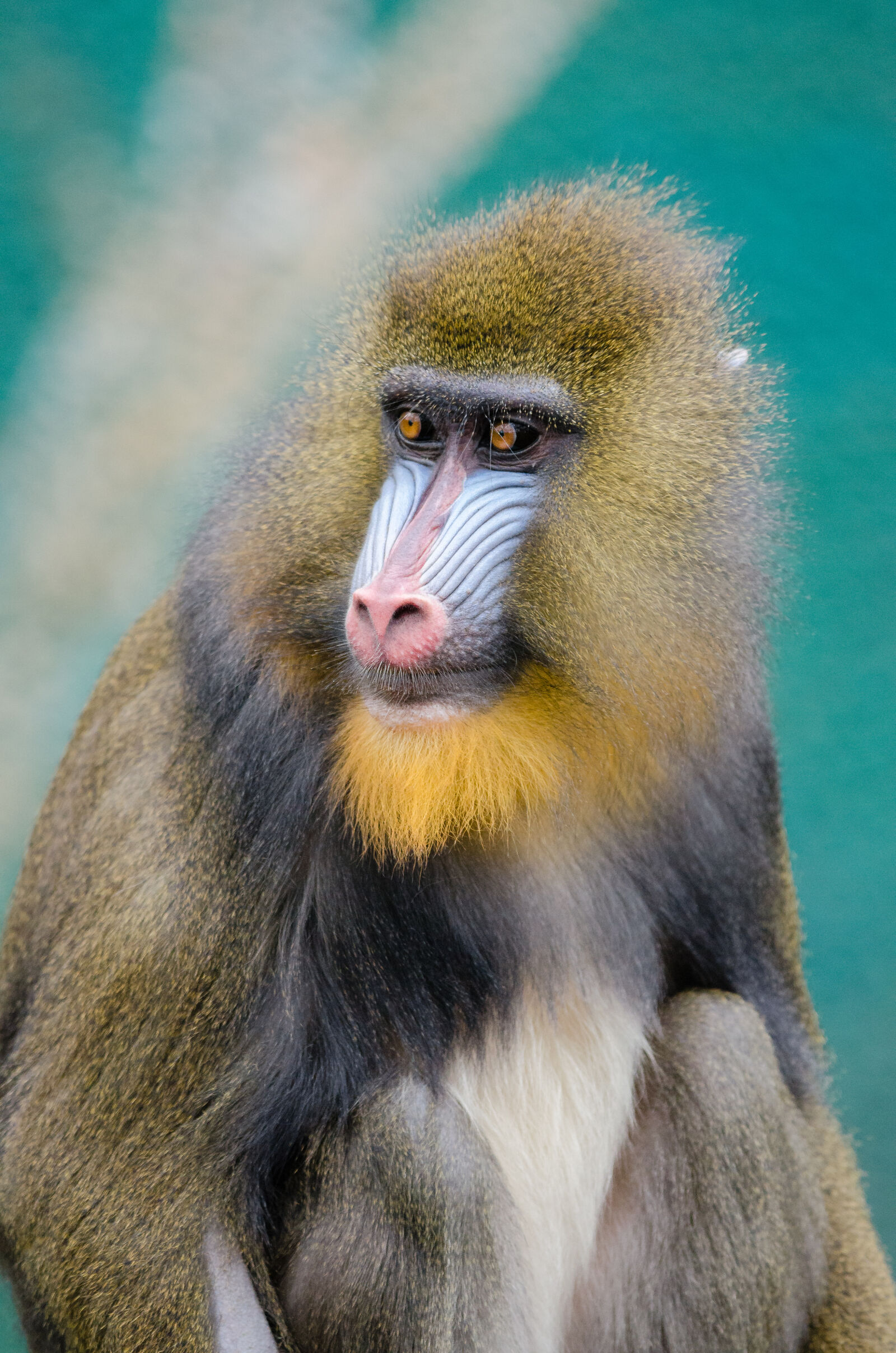 Nikon D7000 + Sigma APO Tele Macro 300mm F4 sample photo