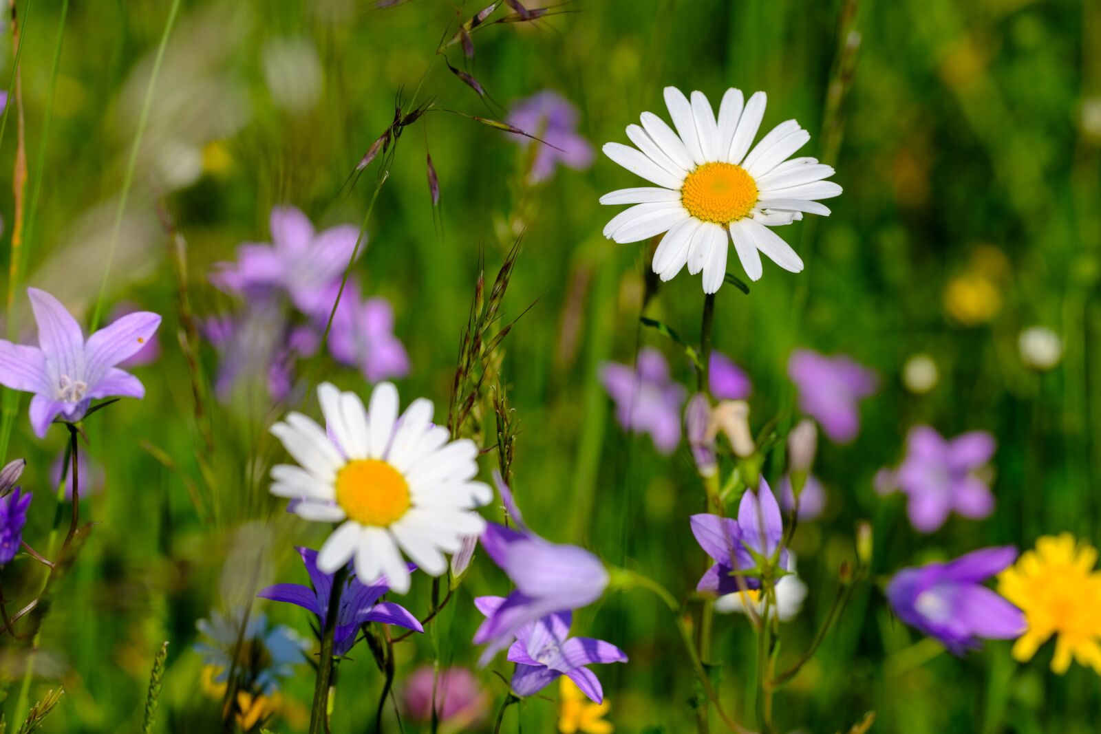 Fujifilm X-T2 + Fujifilm XF 80mm F2.8 R LM OIS WR Macro sample photo. Flower meadow, meadow, flowers photography