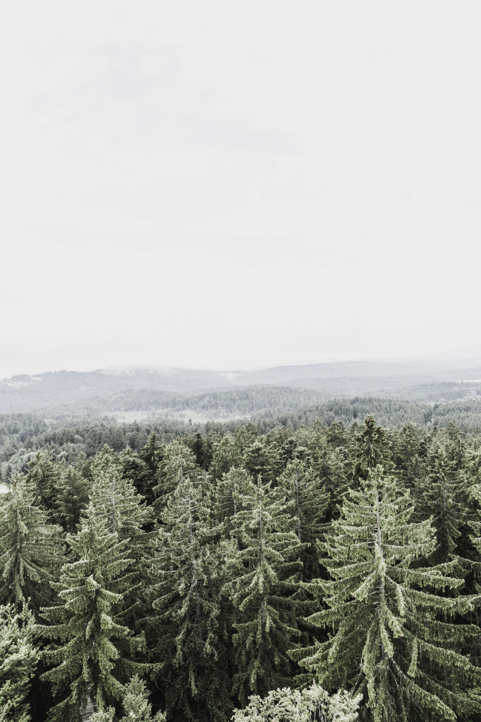 Canon EF 24-70mm F2.8L II USM sample photo. Nature, forest, trees photography