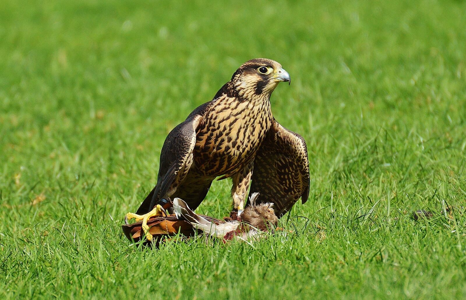 Nikon D3200 sample photo. Falcon, wildpark poing, prey photography