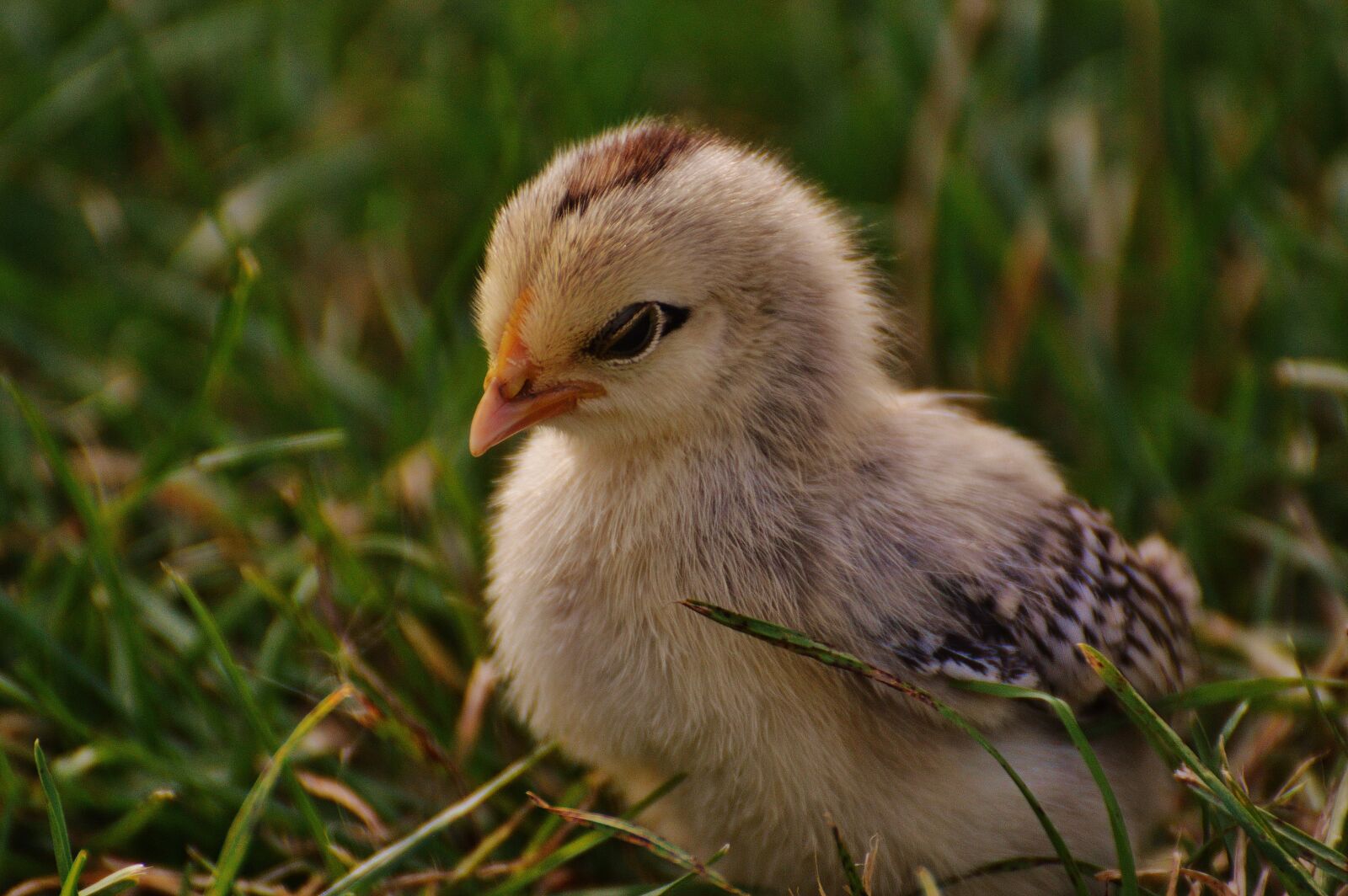 Nikon D3200 sample photo. Chicks, cute, feather photography