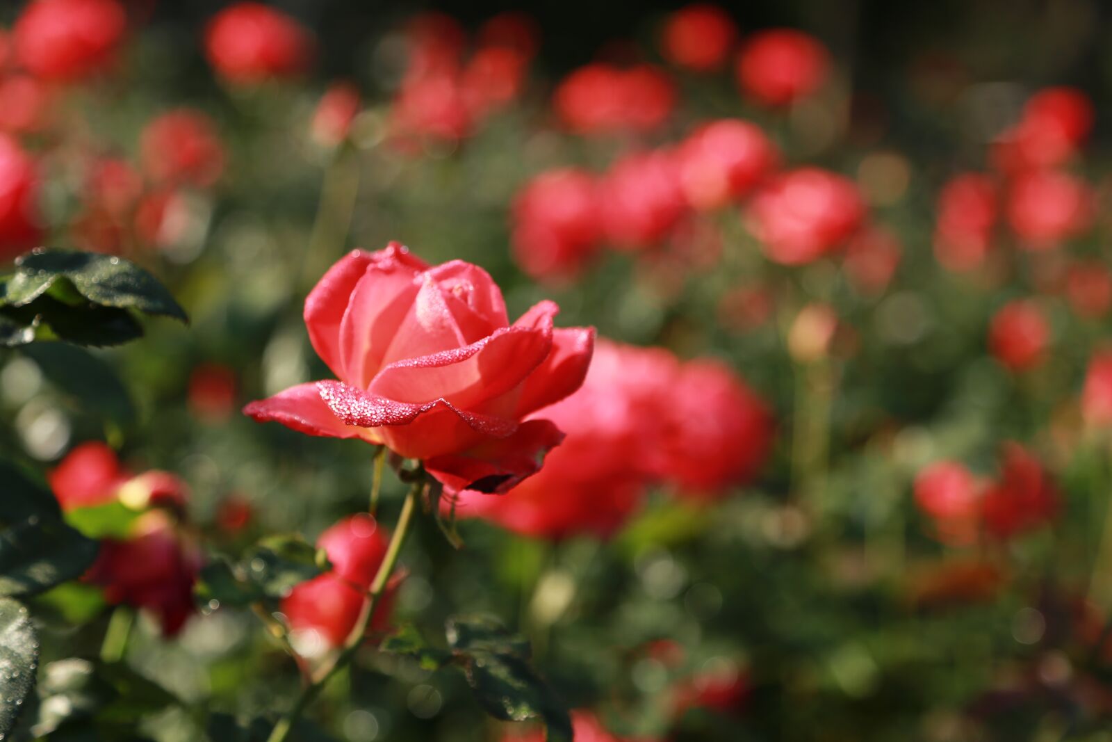 Canon EOS 6D + Canon EF 24-105mm F4L IS USM sample photo. Rose, flowers, romantic photography