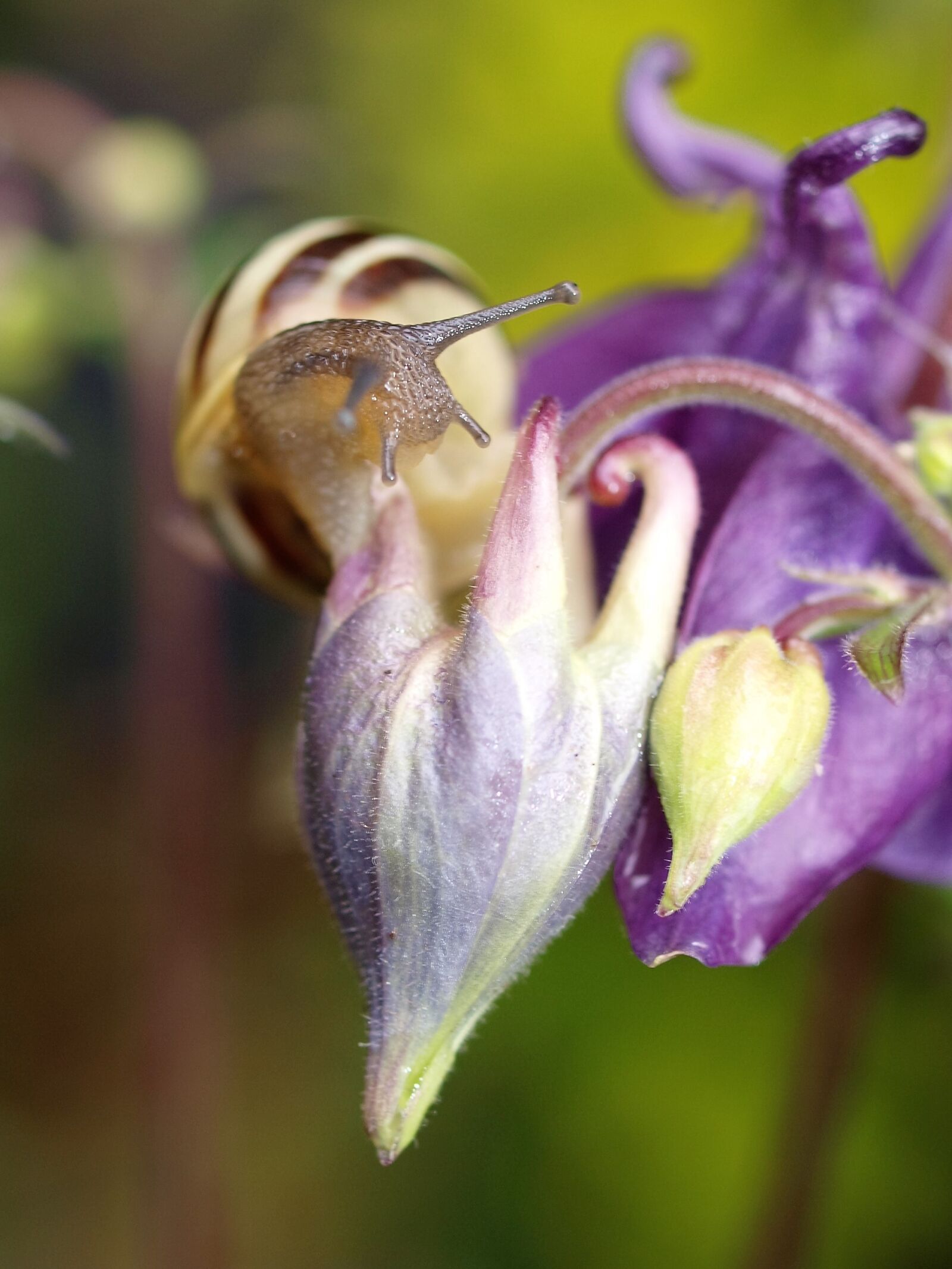 Olympus E-520 (EVOLT E-520) sample photo. Snail, mollusc, flower photography