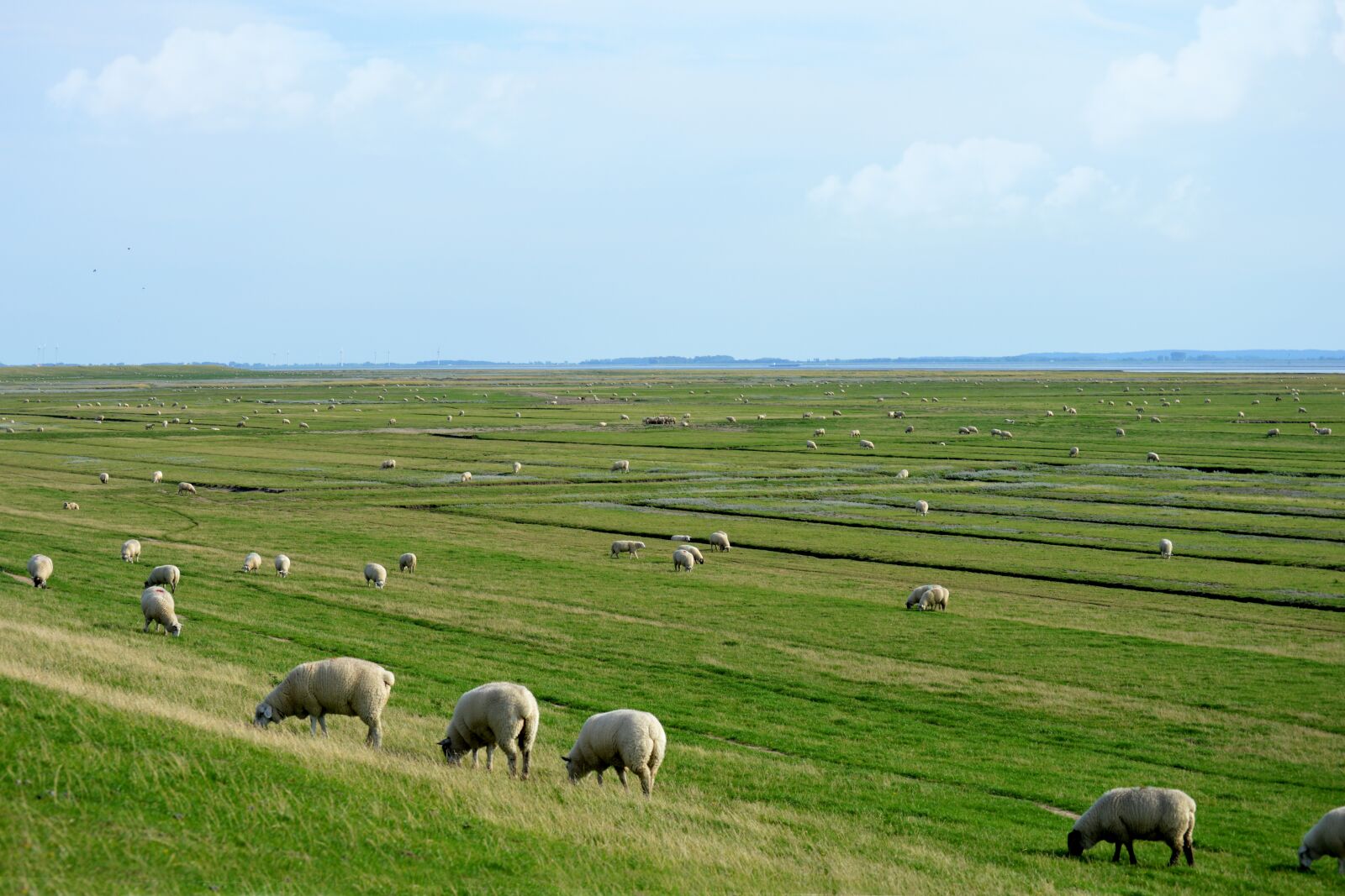 Nikon D3200 sample photo. Sheep, dike, grass photography