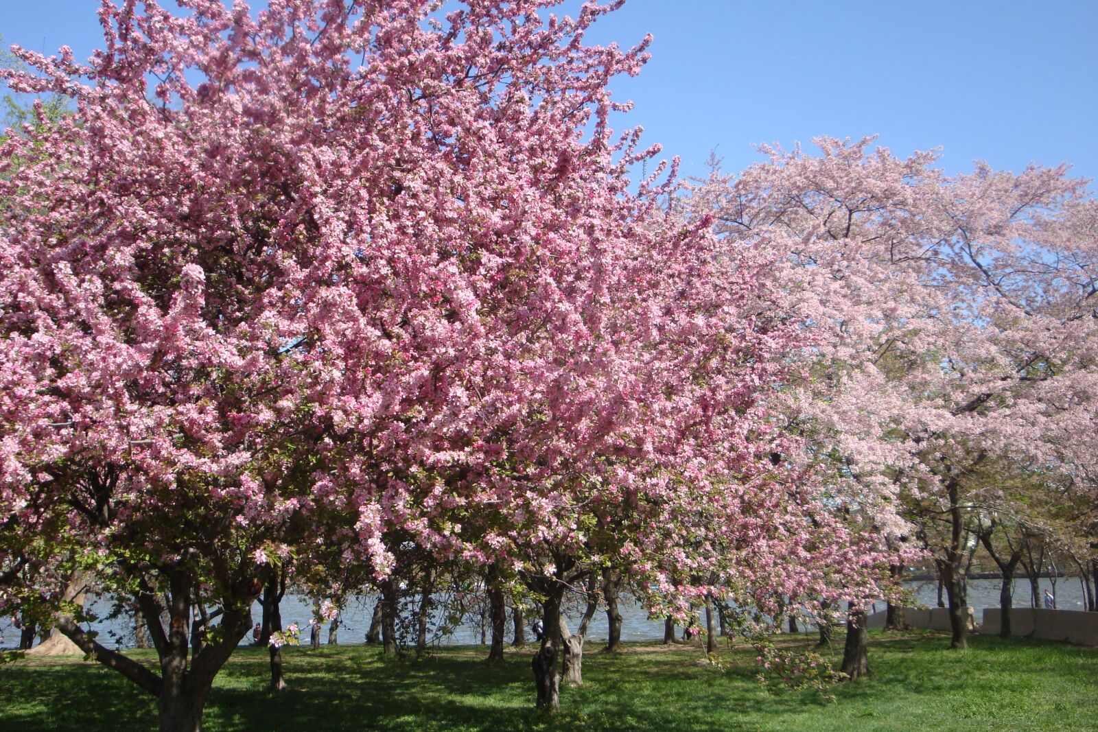 Sony Cyber-shot DSC-W150 sample photo. Cherry blossom, tree, cherry photography