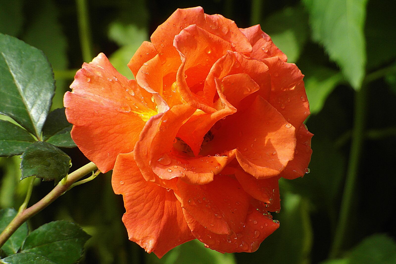 Samsung WB750 sample photo. Rose, flower, orange photography