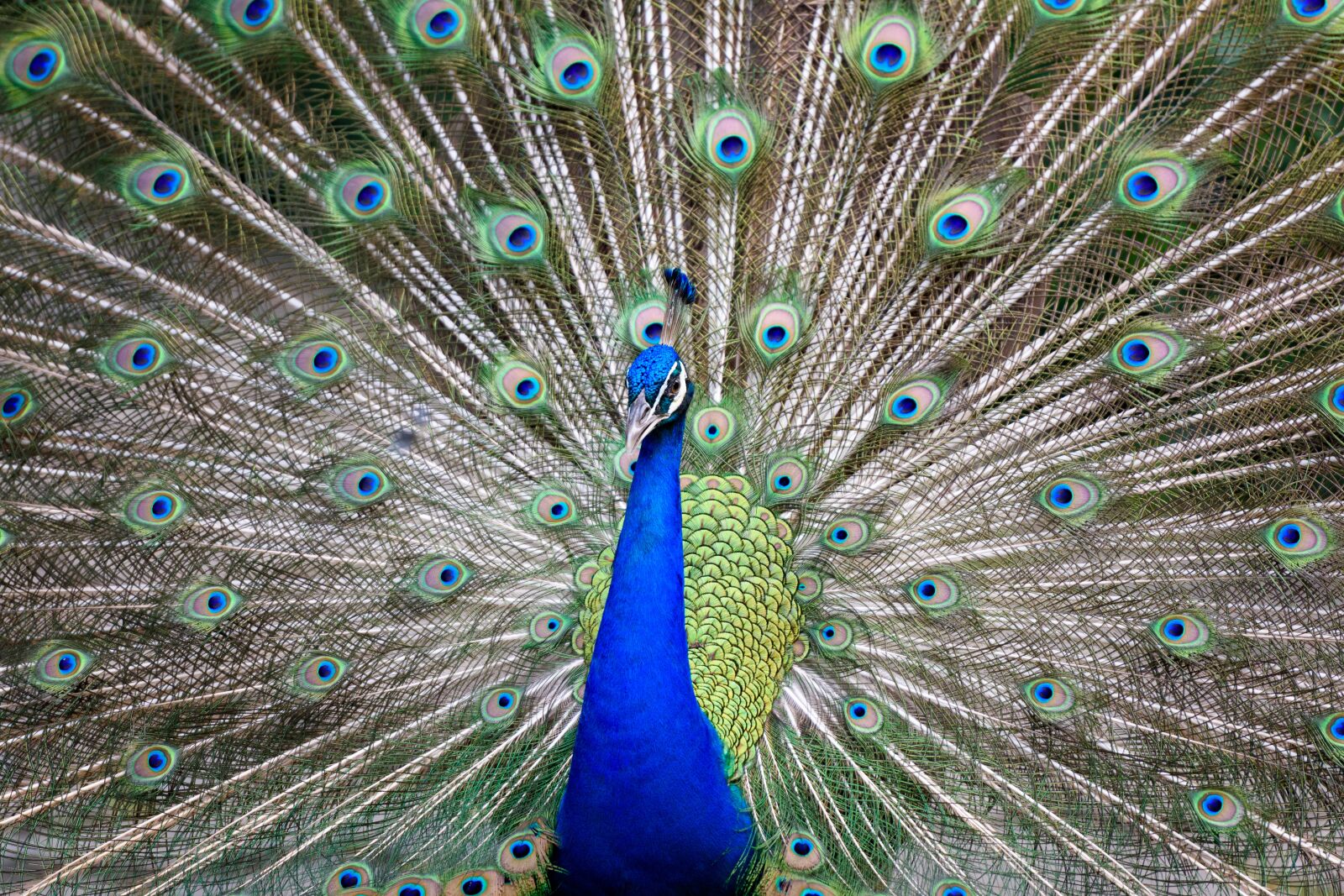 Nikon D3400 sample photo. Peacock, colorful, bird photography