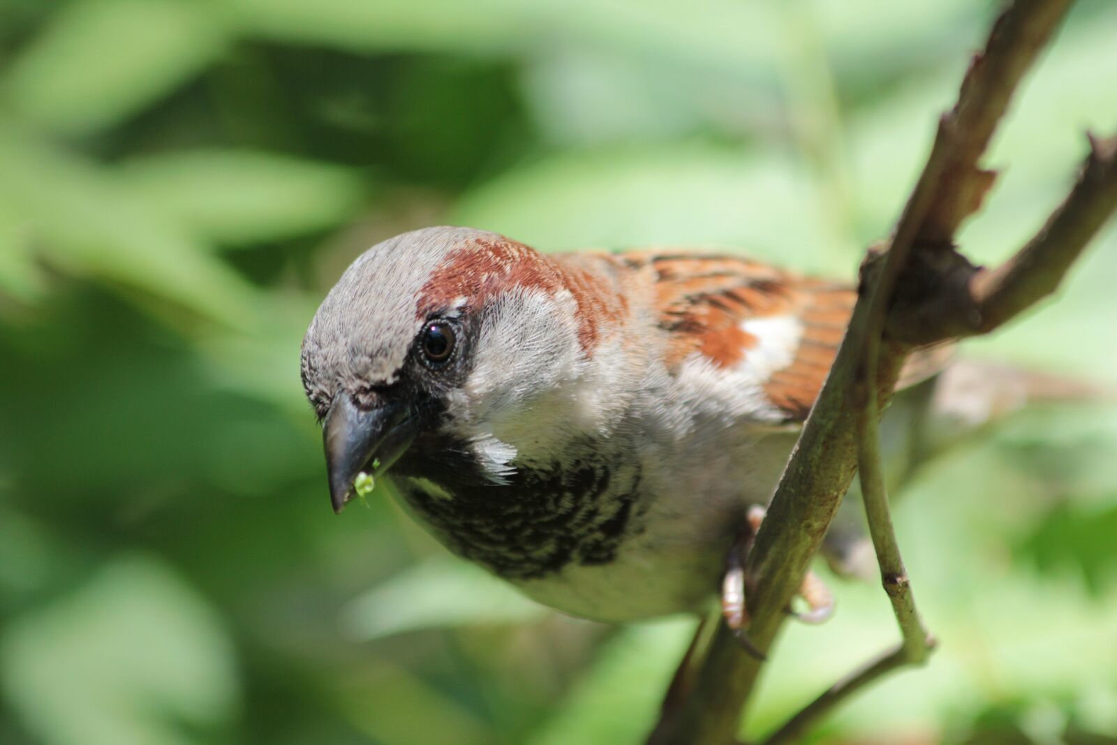 Canon EOS 550D (EOS Rebel T2i / EOS Kiss X4) sample photo. Bird, close up, sparrow photography