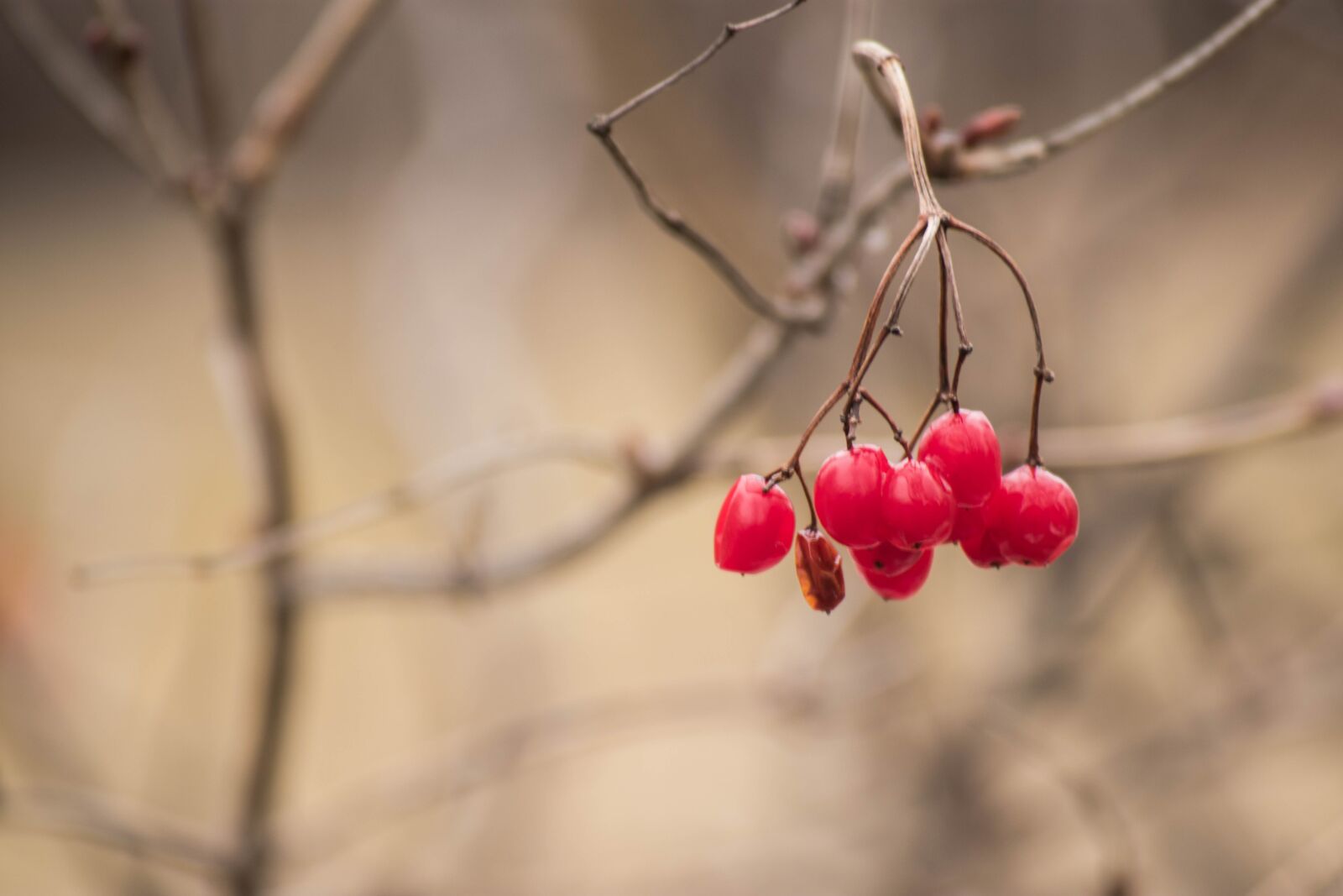 Nikon D3400 sample photo. Berry, branch, tree photography