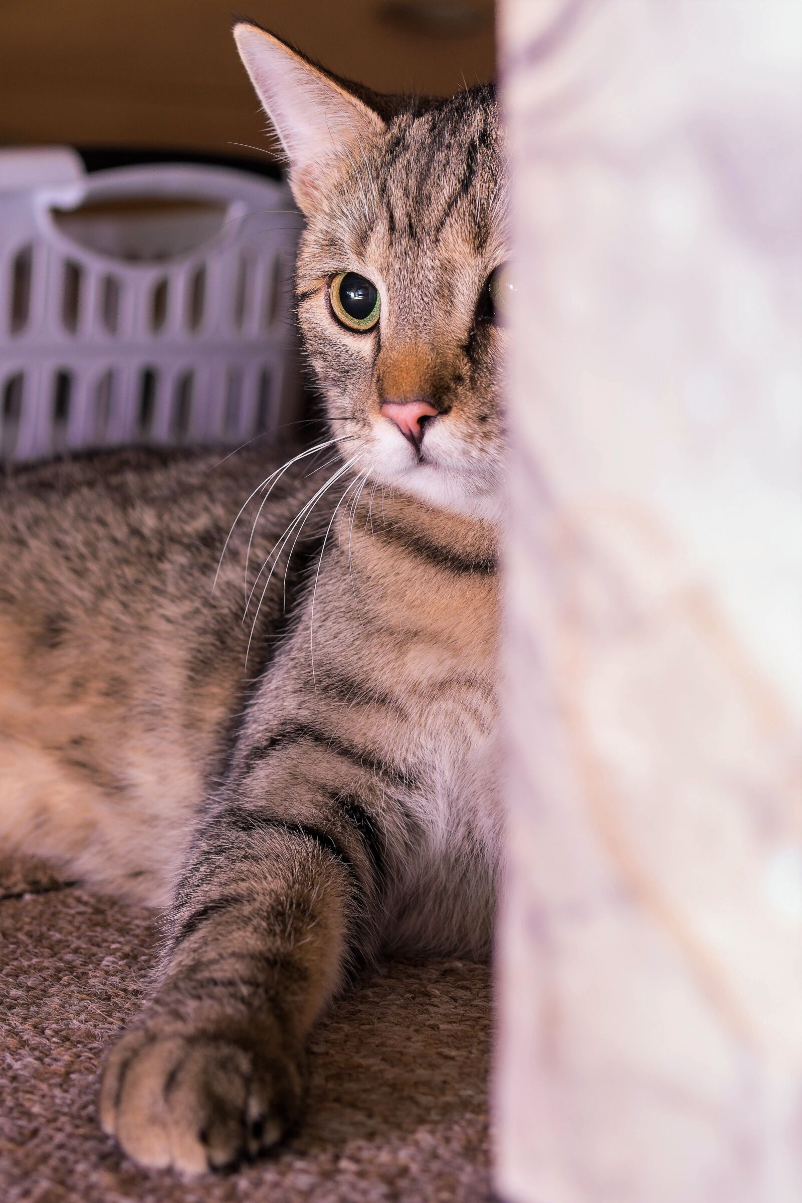 Sony a6000 + 30mm F1.4 DC DN | Contemporary 016 sample photo. Cat, kitty, kitten photography
