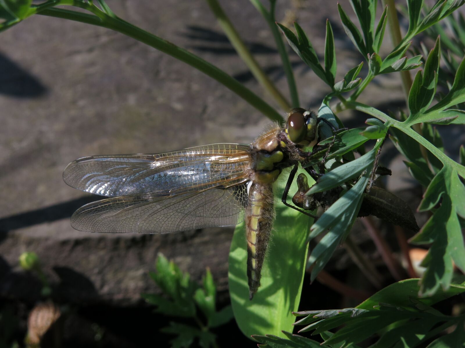 Canon PowerShot G15 sample photo. Molt shirt, four-spotted dragonfly photography
