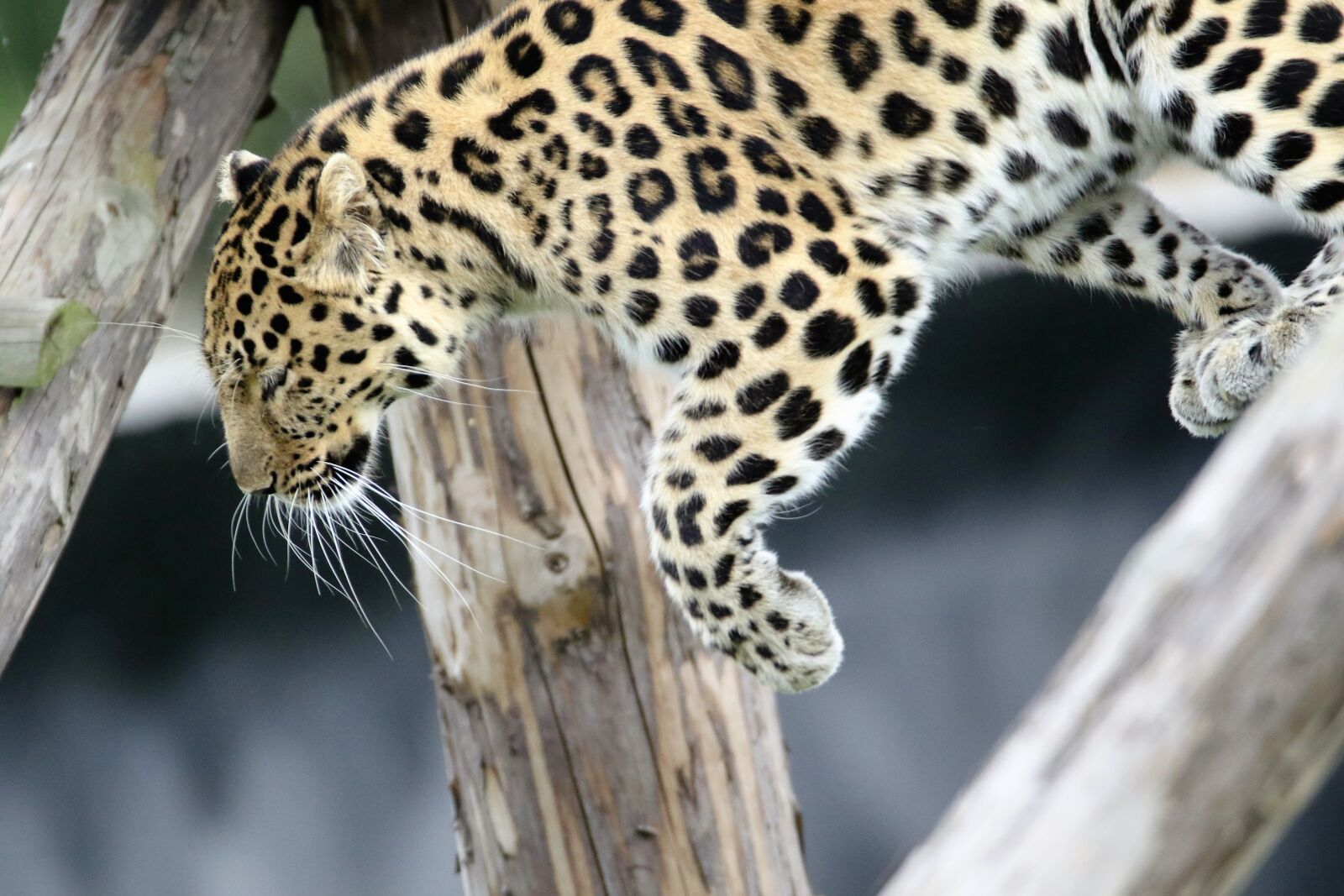 Canon EOS 7D Mark II sample photo. Leopard, spotted, cat photography