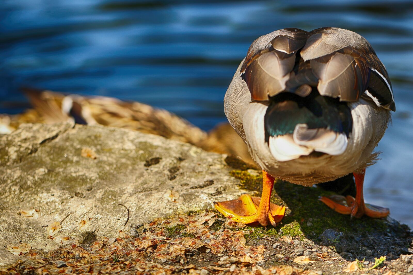 Canon EOS 7D Mark II sample photo. Duck, animal, nature photography