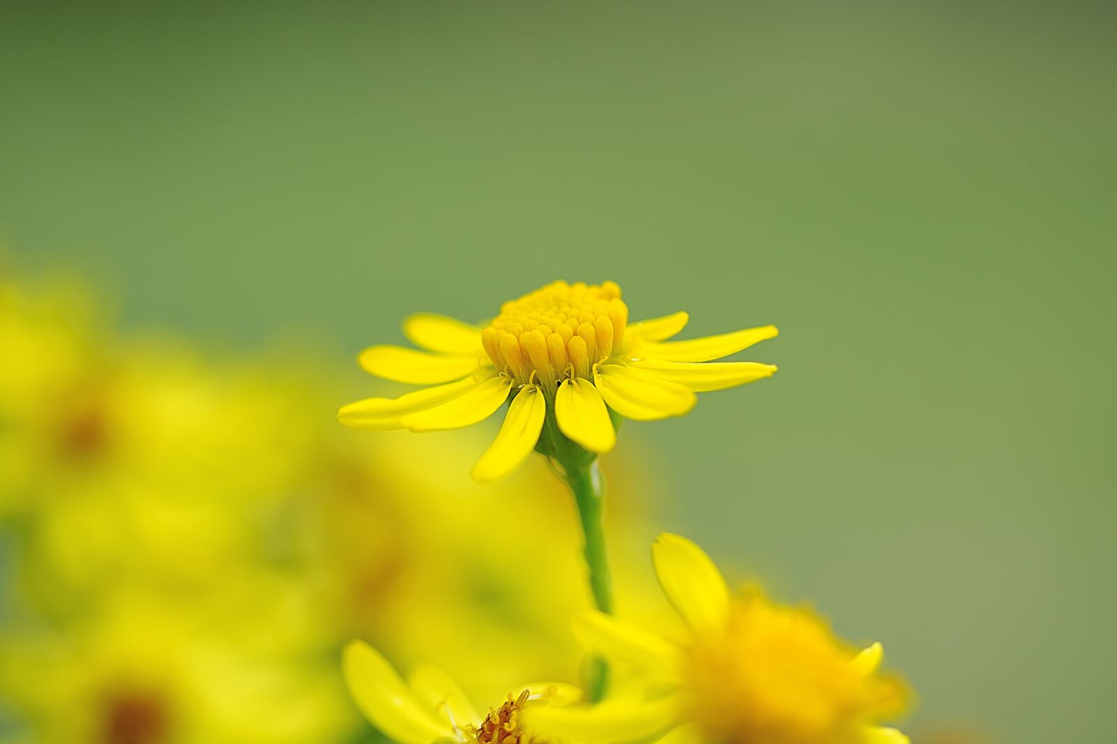 Canon EOS 60D sample photo. Flower, blossom, pollen photography
