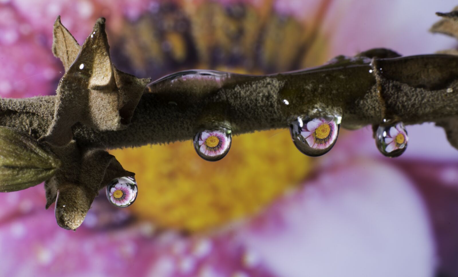 Nikon D7100 sample photo. Nature, animalia, insect photography