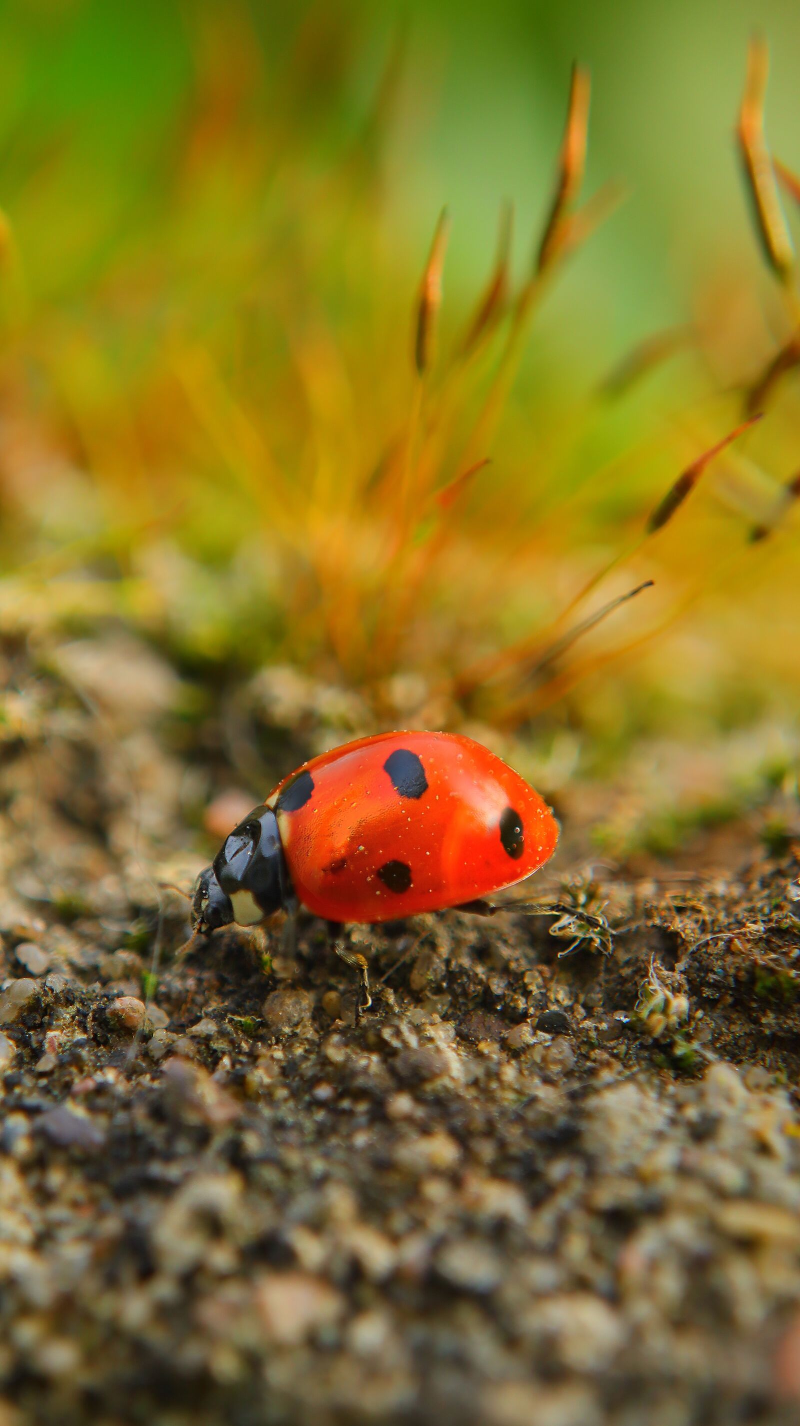 Canon EF-M 15-45mm F3.5-6.3 IS STM sample photo. Lady bug, beetle, ladybug photography