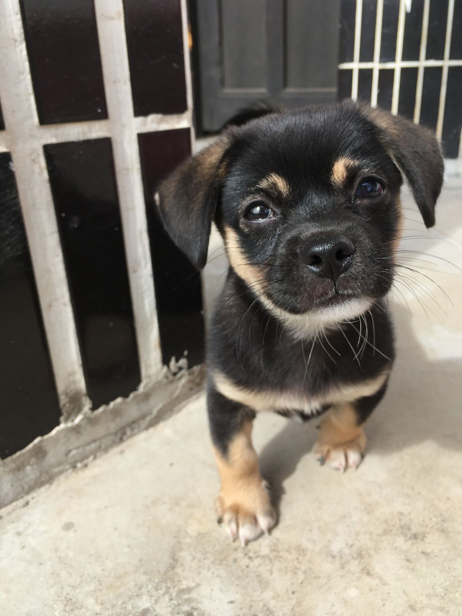 iPhone SE back camera 4.15mm f/2.2 sample photo. Wang, kennel, puppy photography