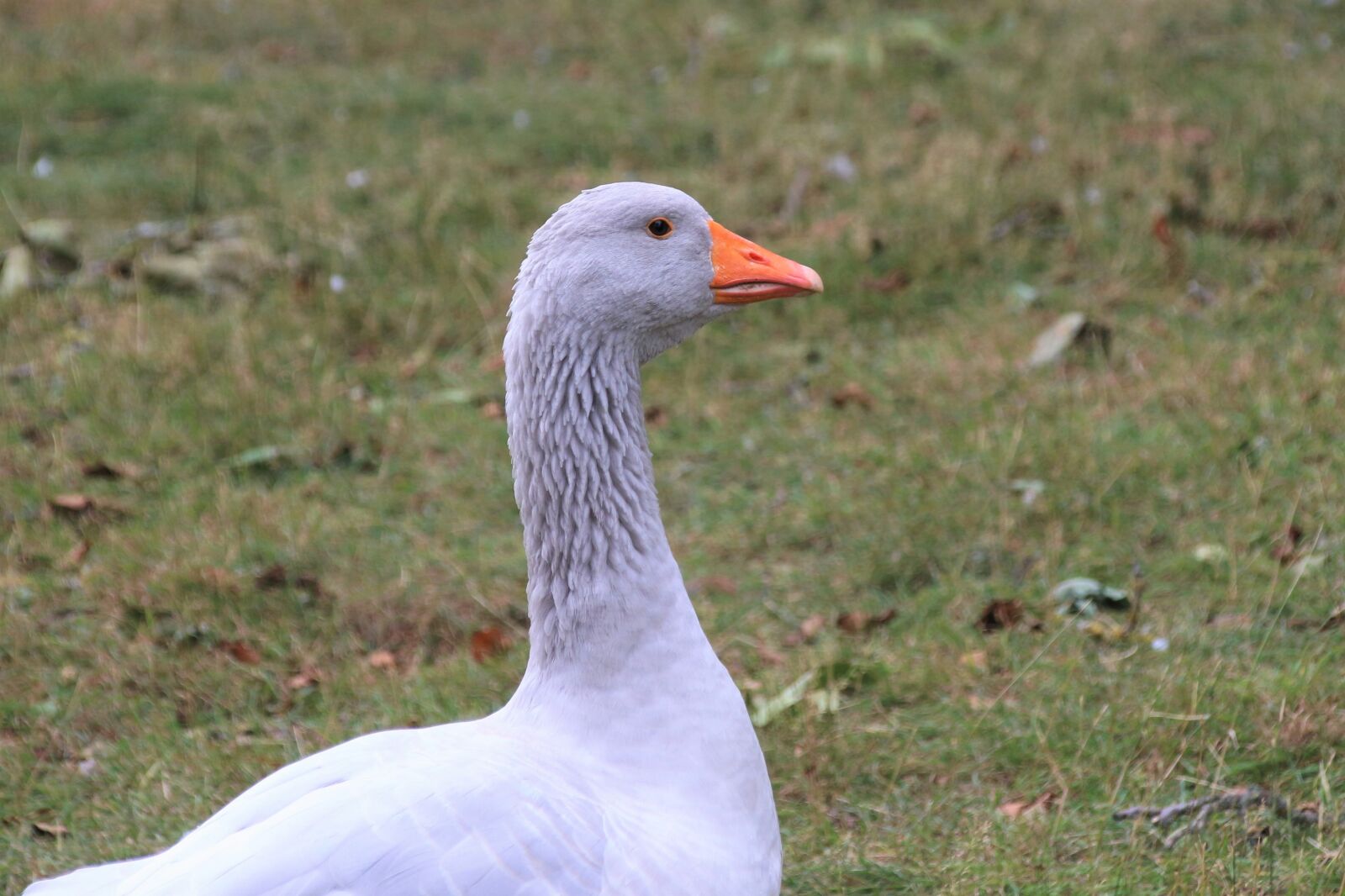 Canon EOS 700D (EOS Rebel T5i / EOS Kiss X7i) sample photo. Goose, bird, feather photography