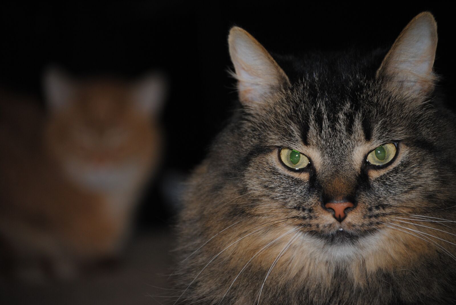 Nikon D3000 sample photo. Cat, face, animal photography