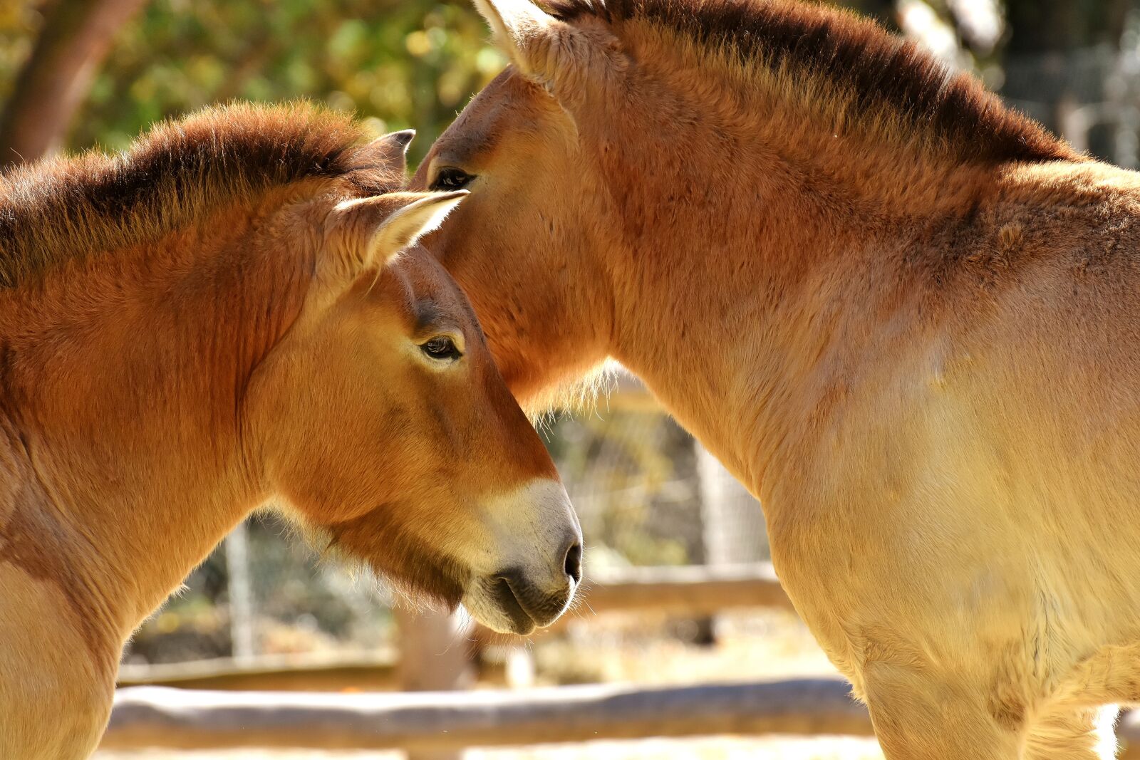 Nikon D7200 sample photo. Horses, brown, pair photography