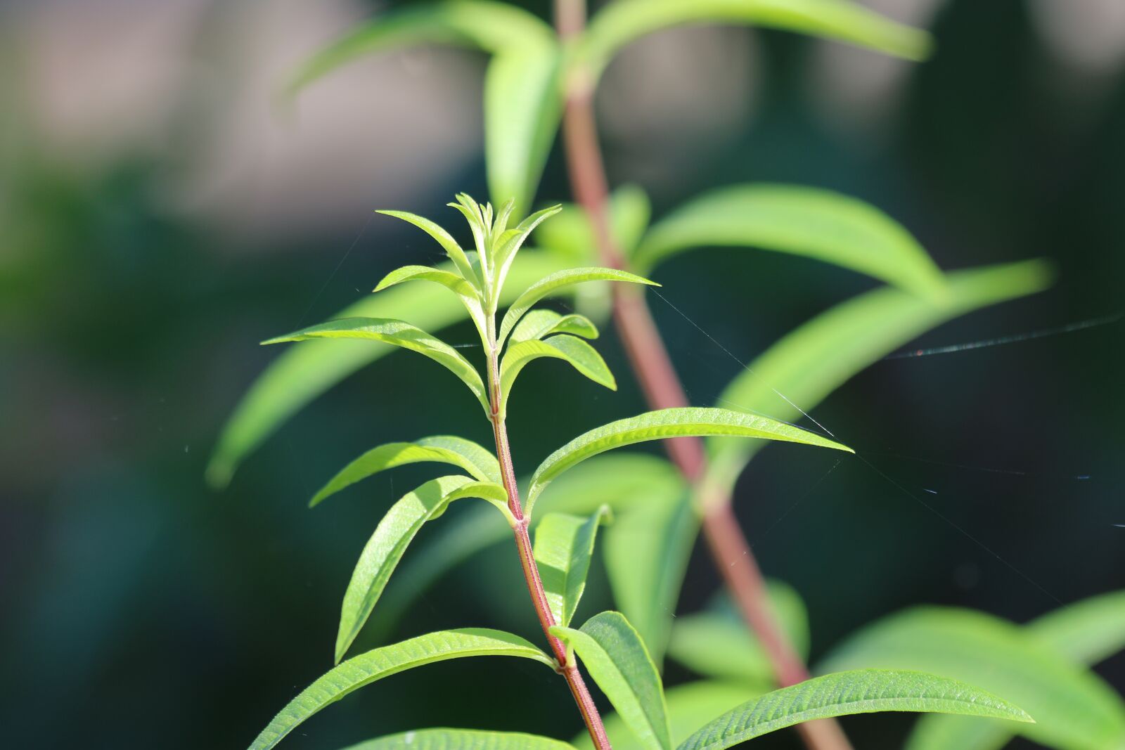 Canon EOS 70D sample photo. Lemongrass, garden, green photography