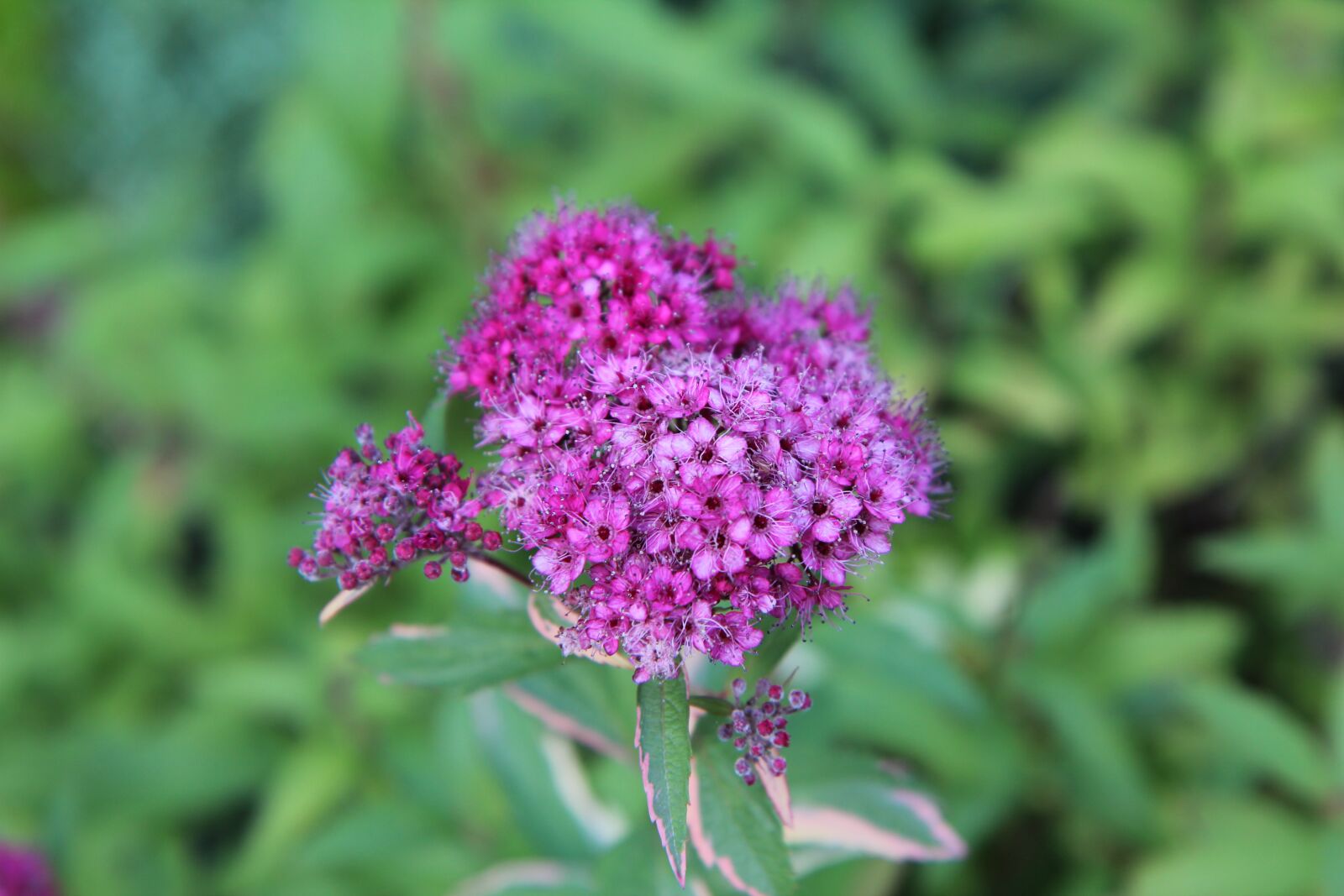 Canon EOS 600D (Rebel EOS T3i / EOS Kiss X5) sample photo. Flowering, pink flower, pink photography