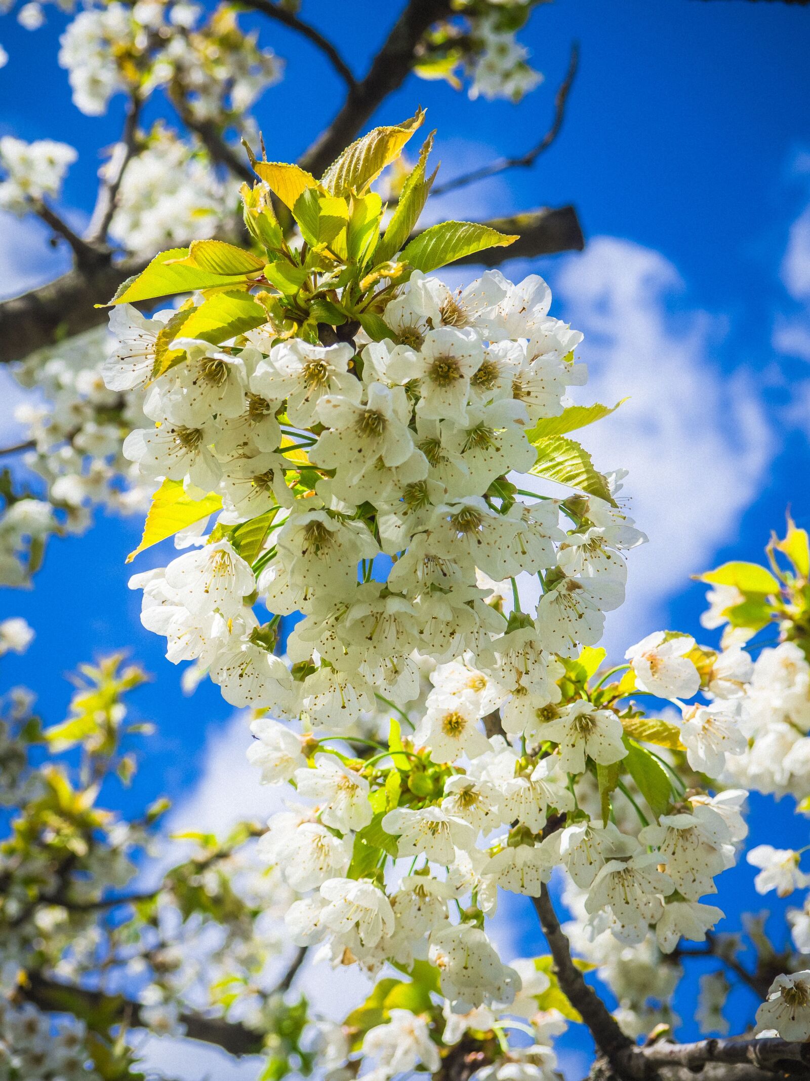 Olympus OM-D E-M10 sample photo. Cherries, blossom, bloom photography