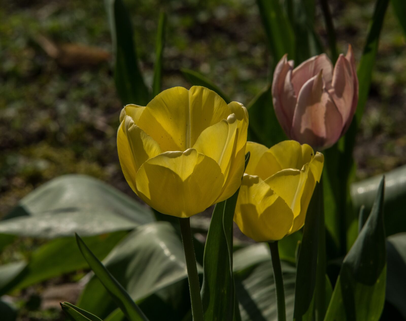 Pentax K-3 + Tamron SP AF 70-200mm F2.8 Di LD (IF) MACRO sample photo. Tulips, flower, spring photography