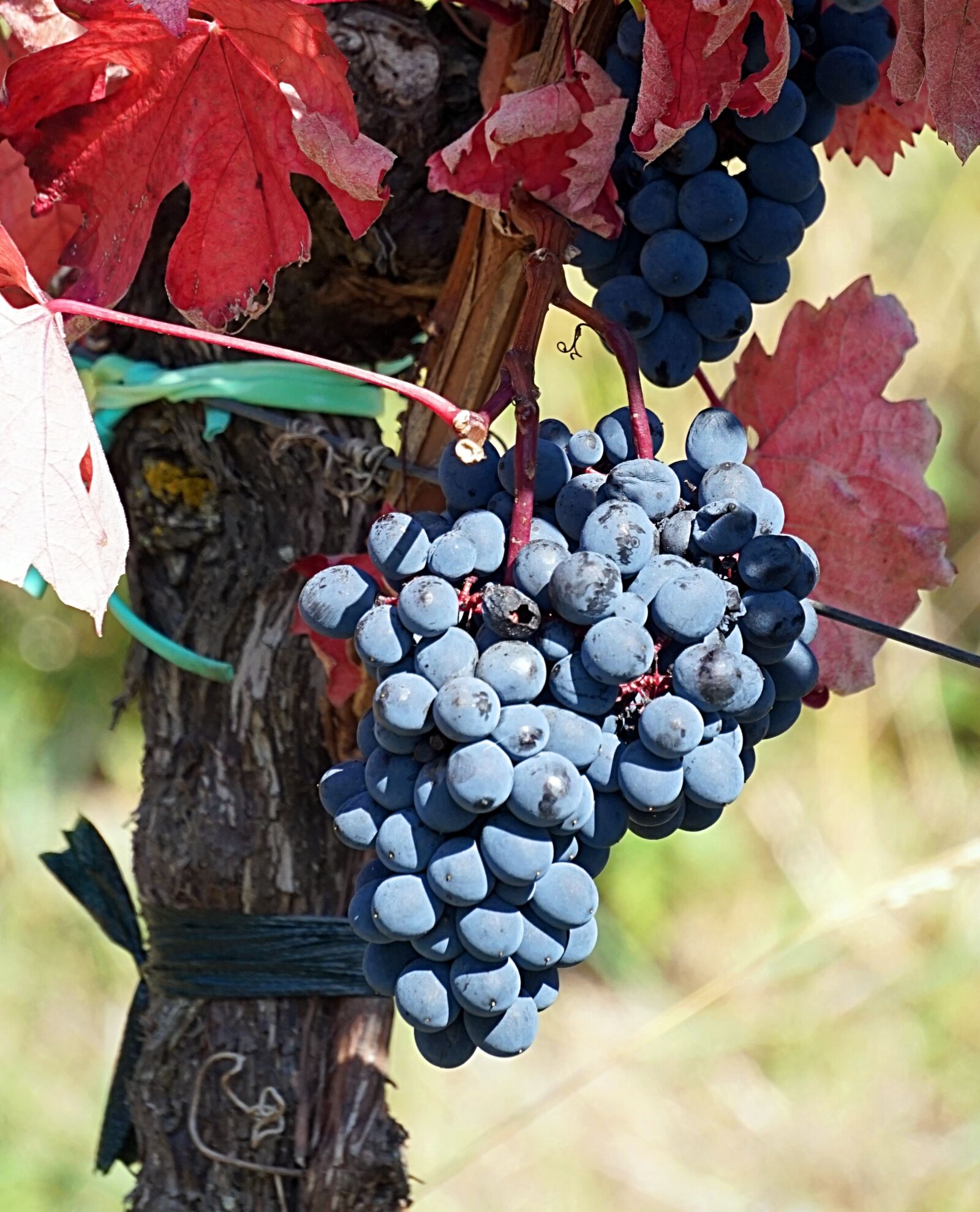 Sony Alpha a5000 (ILCE 5000) + Sony E 55-210mm F4.5-6.3 OSS sample photo. Grapes, harvest, vine photography